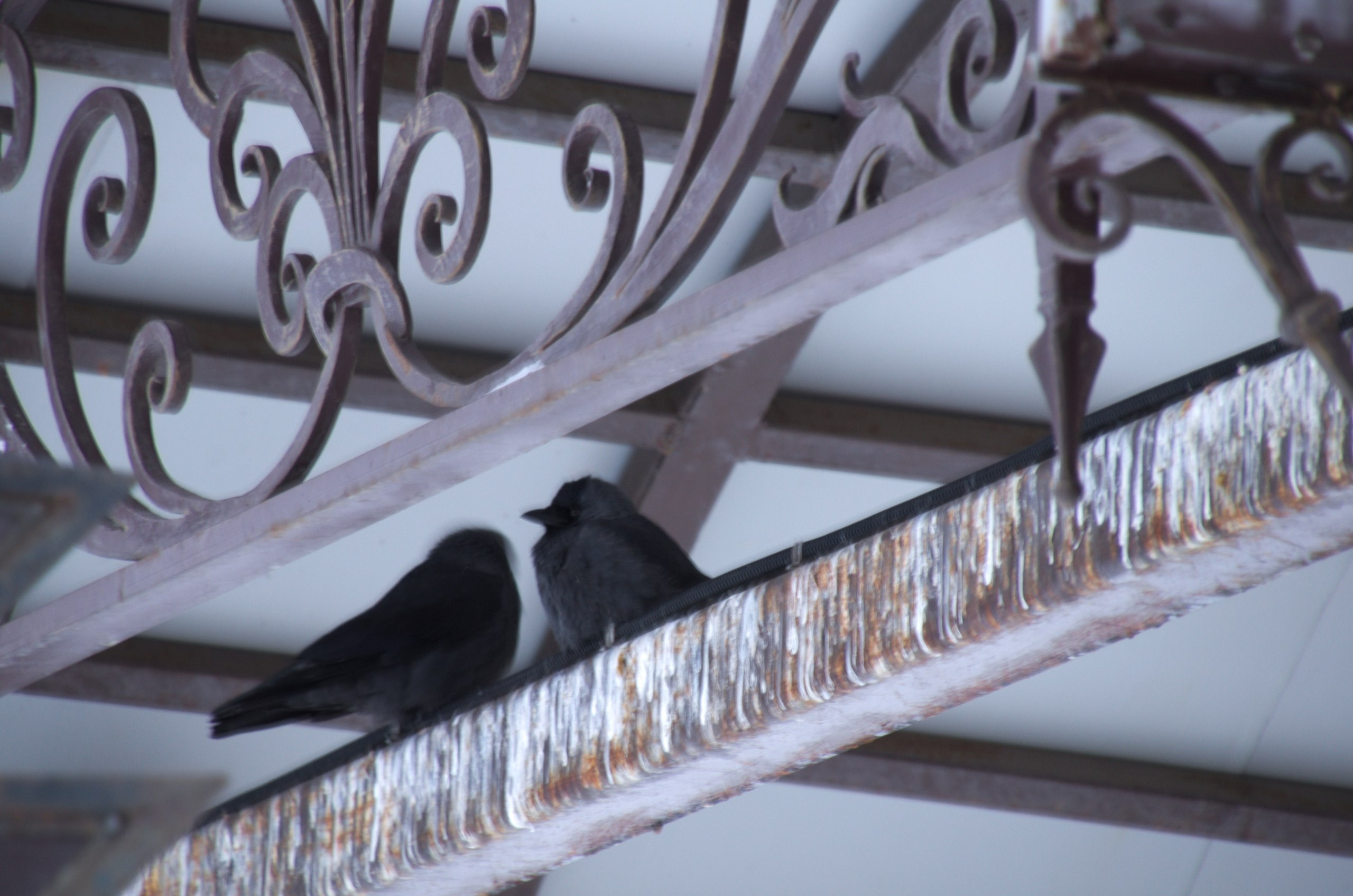 Сергиев Посад | 11.12.2016. Галерея Фантим