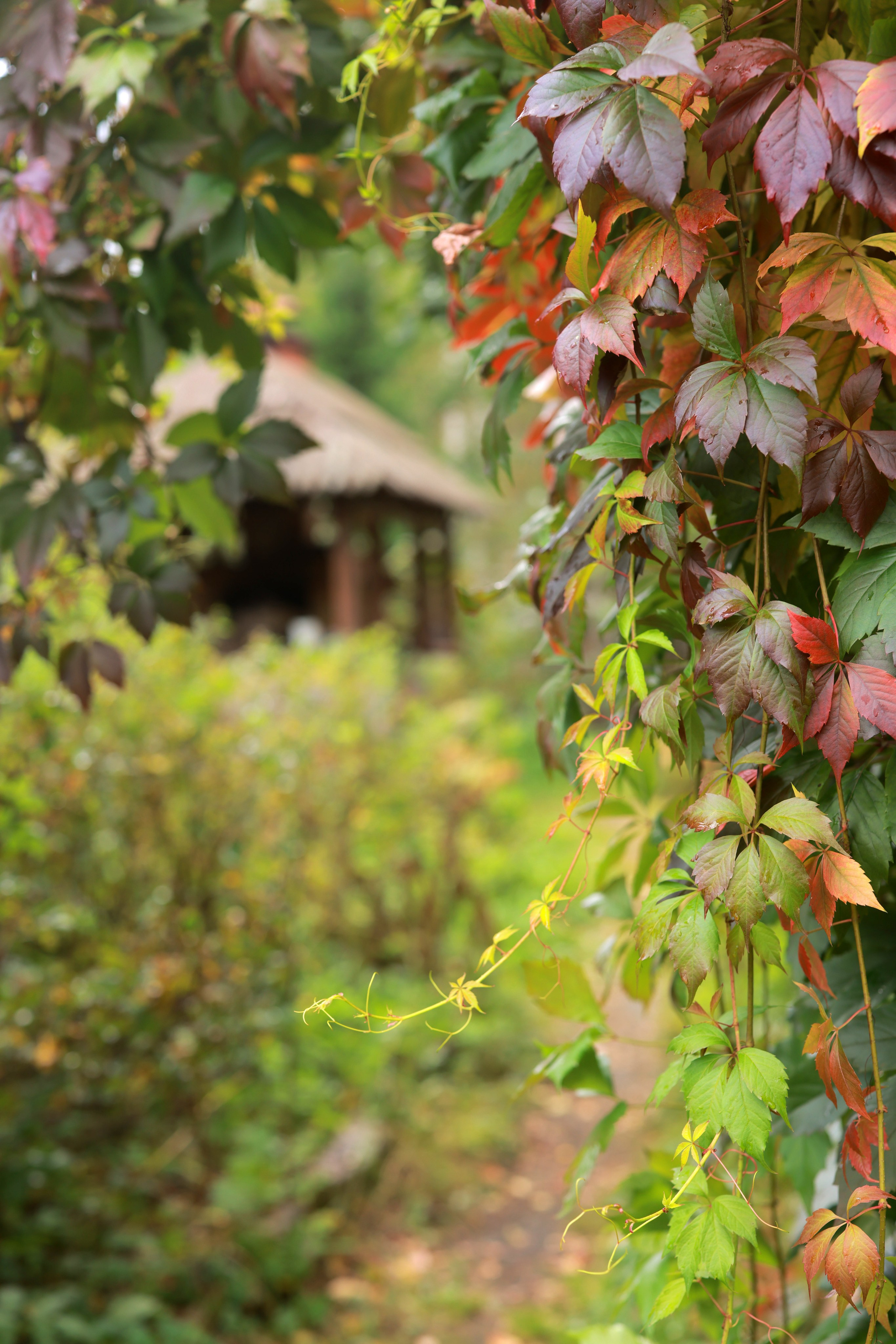 Зал «Сад» фотостудии «Зачарованный Сад» в Екатеринбурге — природная локация для фотосессий. Фотостудия «Зачарованный Сад» в 20 минутах от центра Екатеринбурга