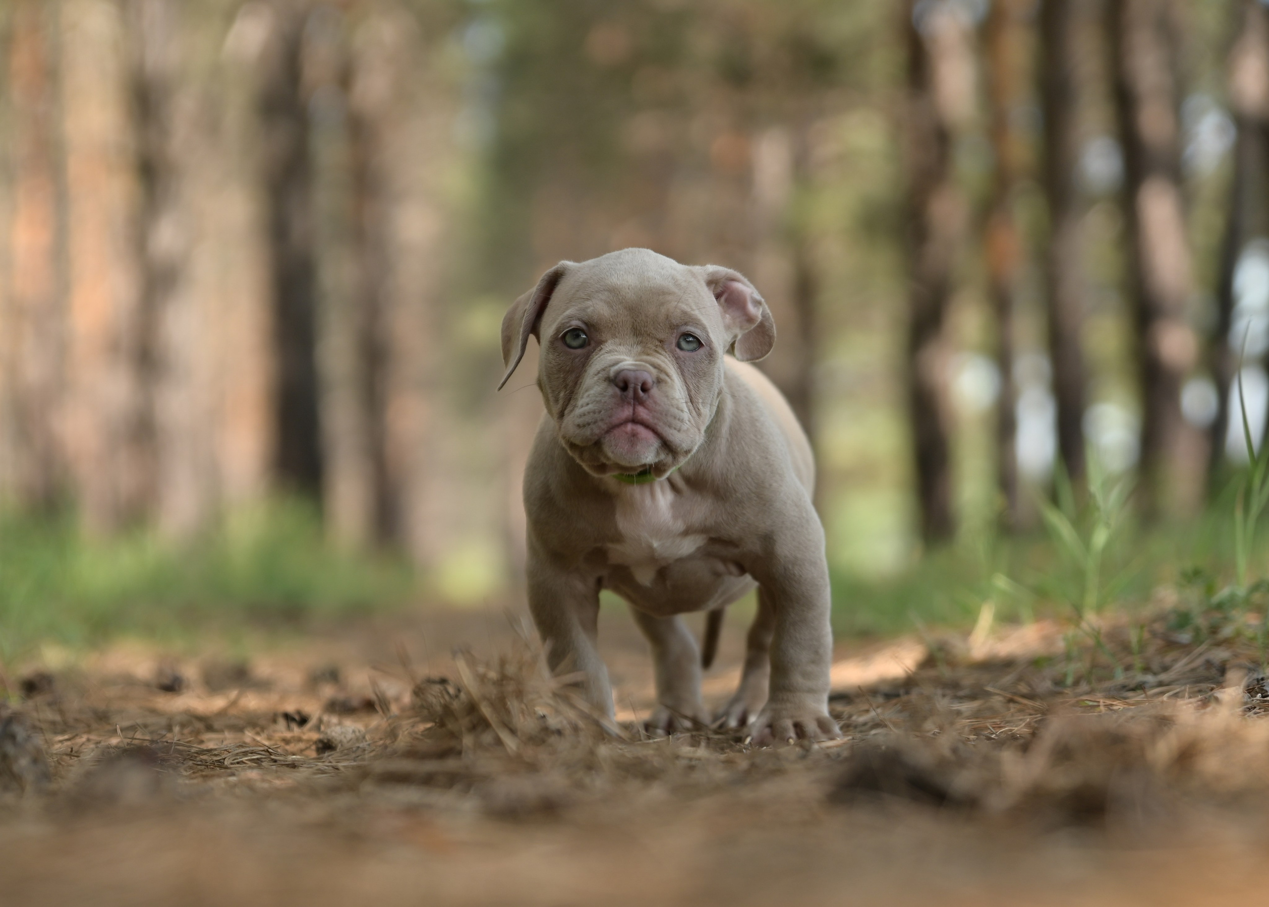 Свободные щенки Американский Булли в Иркутске. Питомник собак Иркутск