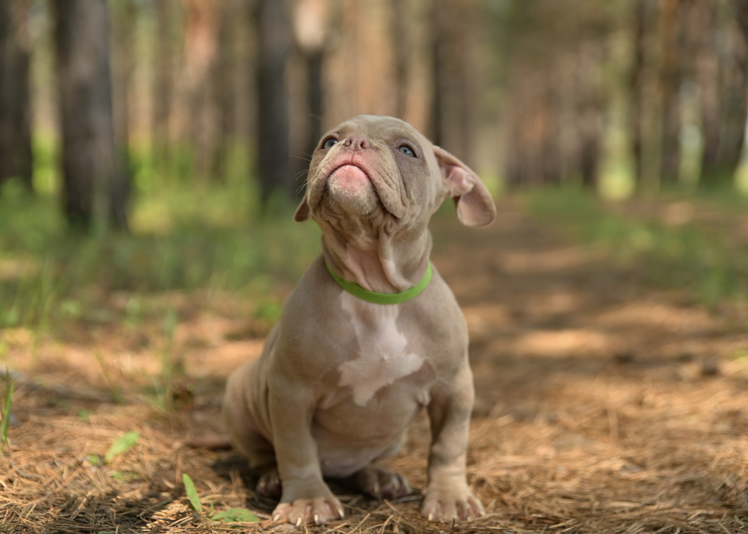 Свободные щенки Американский Булли в Иркутске. Питомник собак Иркутск