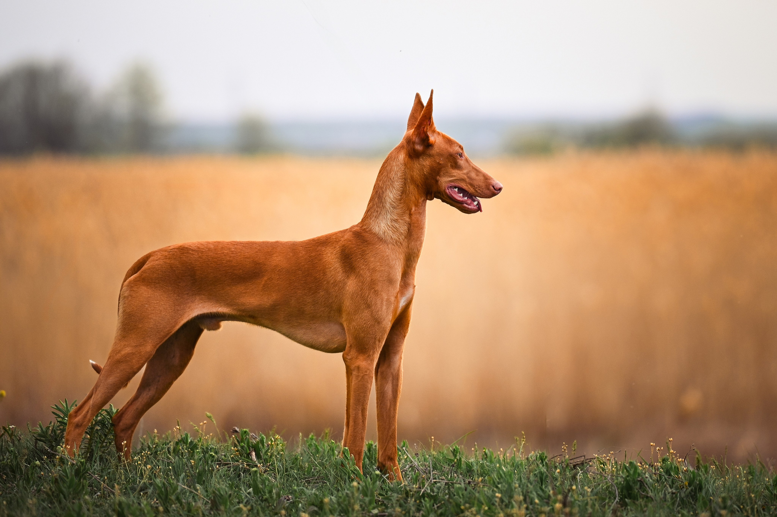Фараонова собака Ромарио. Фотограф в Ростове —на — Дону