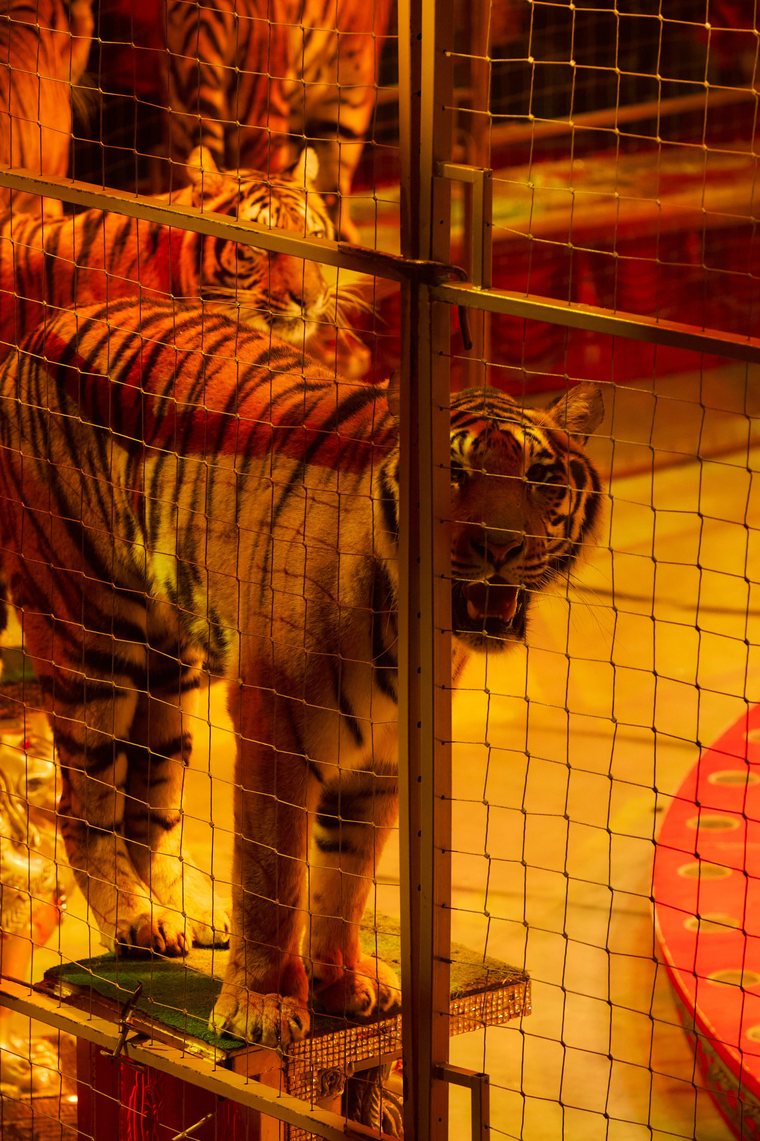 Королевский цирк Гии Эрадзе. Свадебный и семейный фотограф