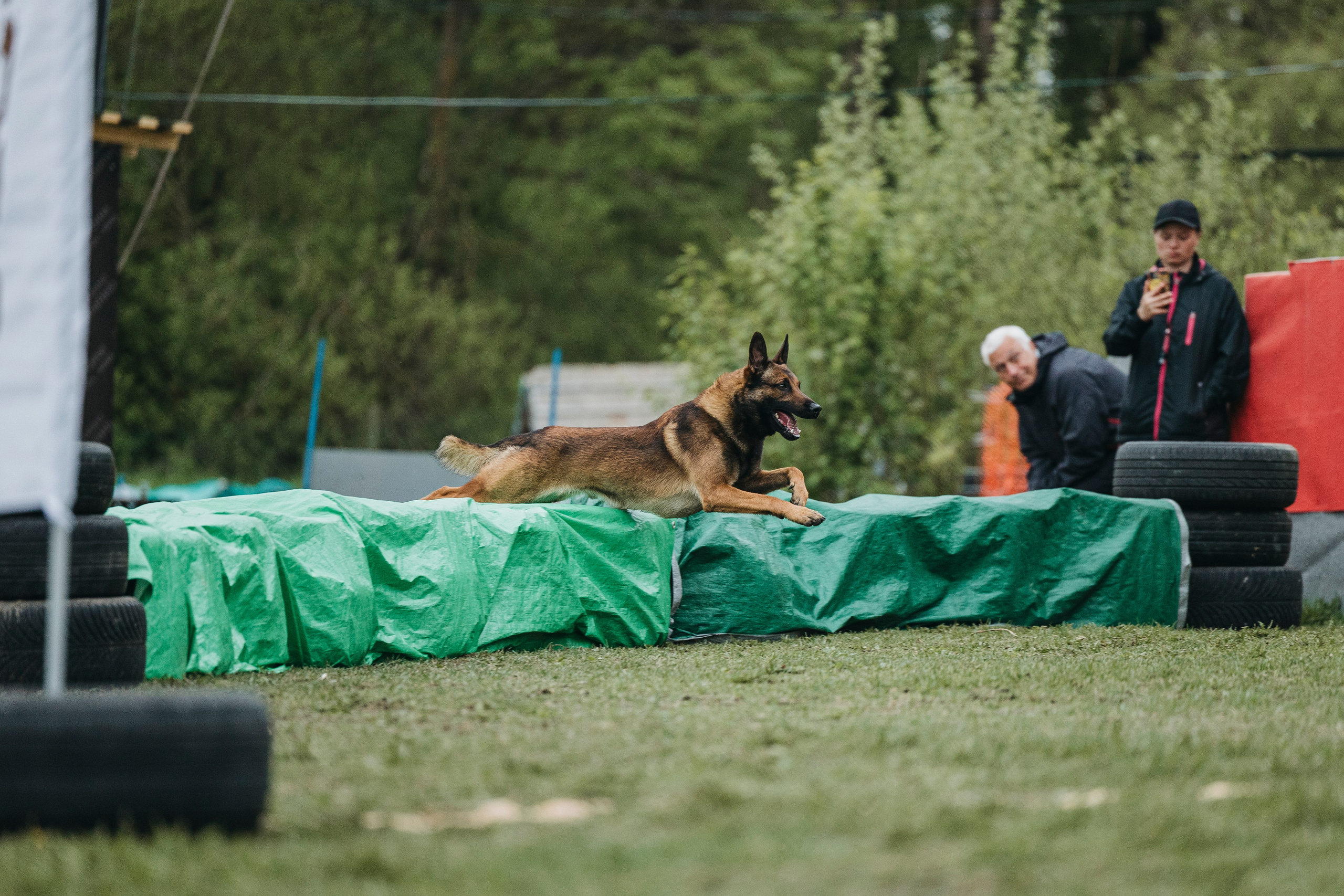 26.05.25 г. Пушкин квалификационные соревнования. Фотограф-анималист Анна Маринич