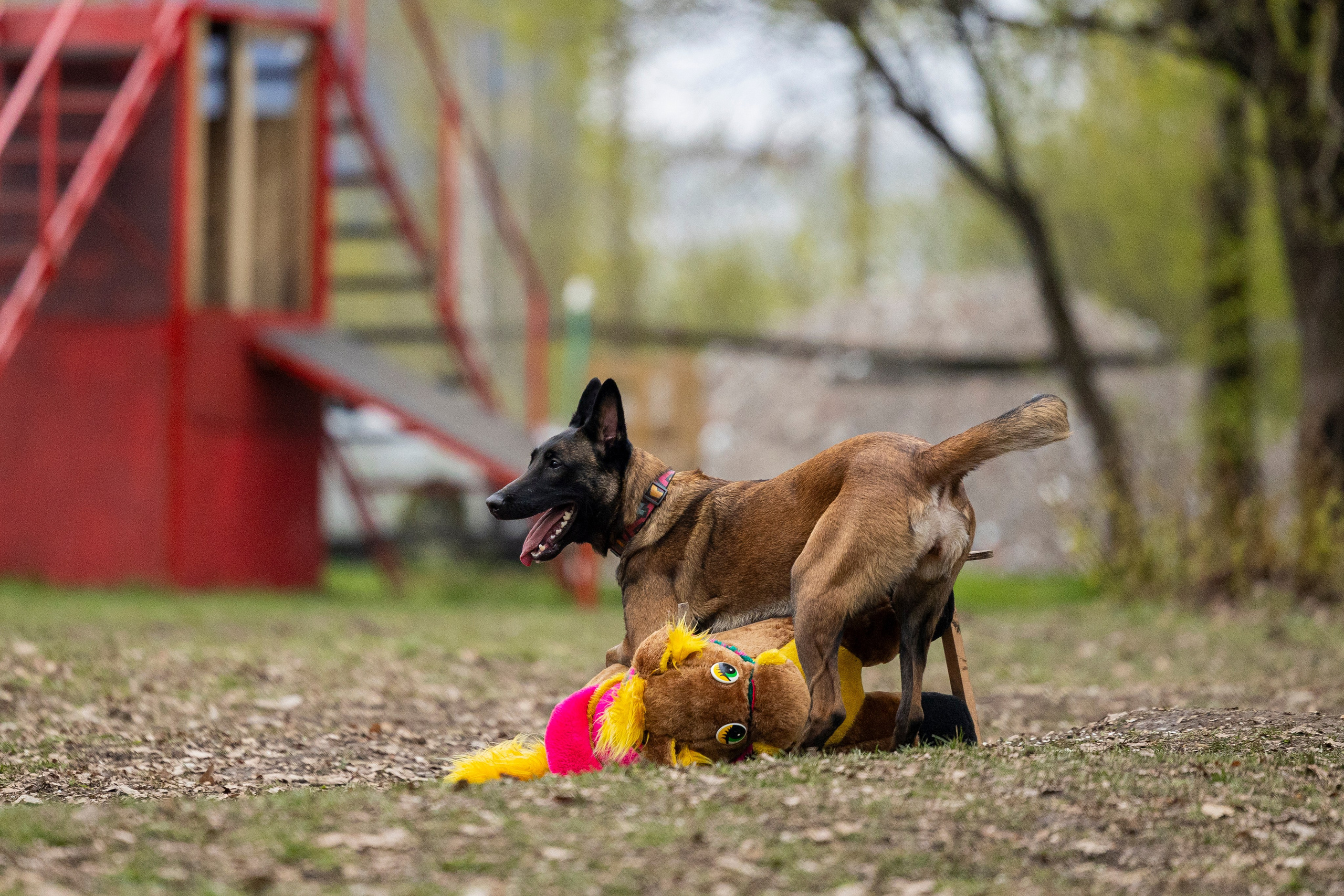 Квалификационные состязания по мондьорингу г. Вологда 11.05.24. Фотограф-анималист Анна Маринич