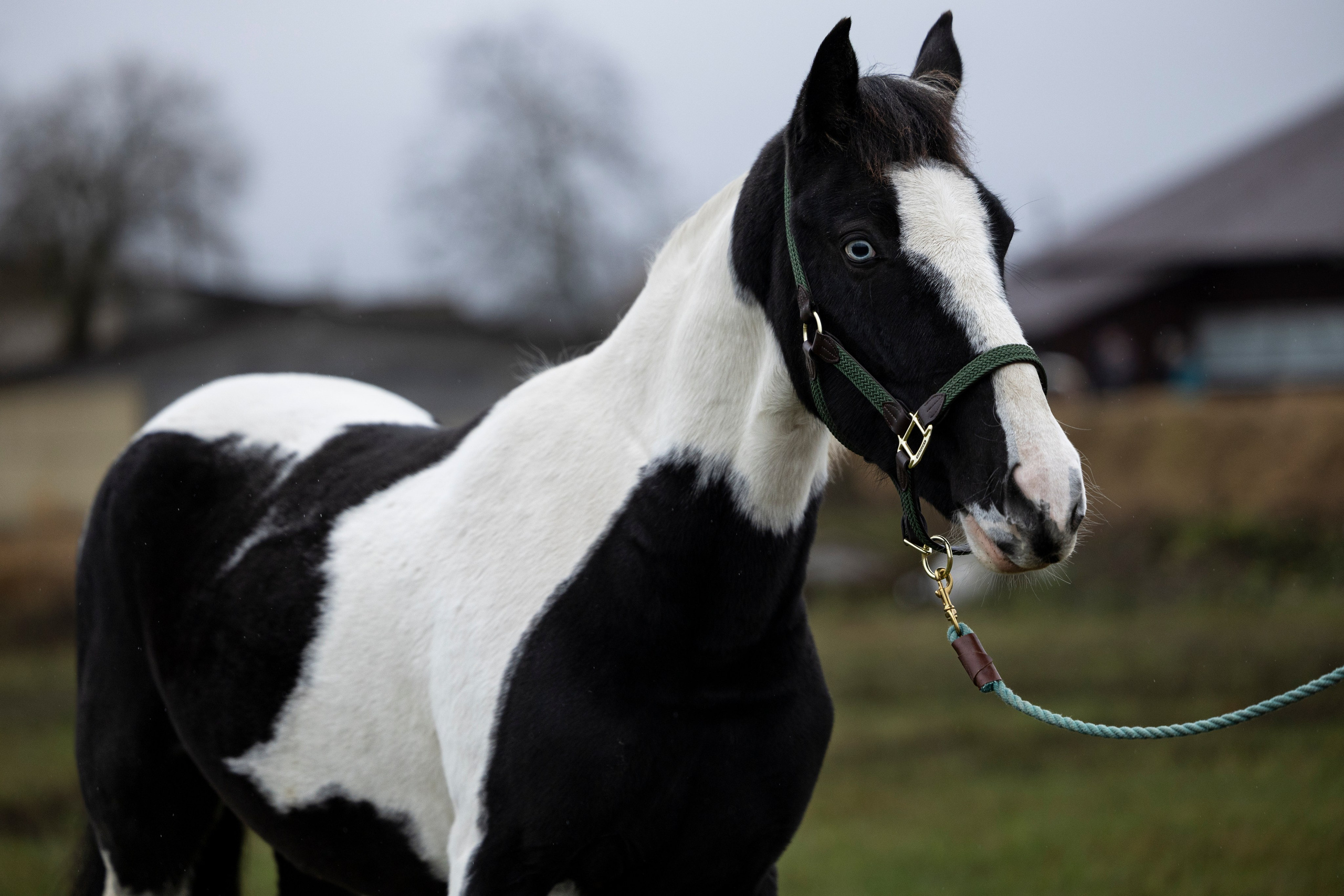Дракарис и Кейси. Фотограф-анималист Анна Маринич
