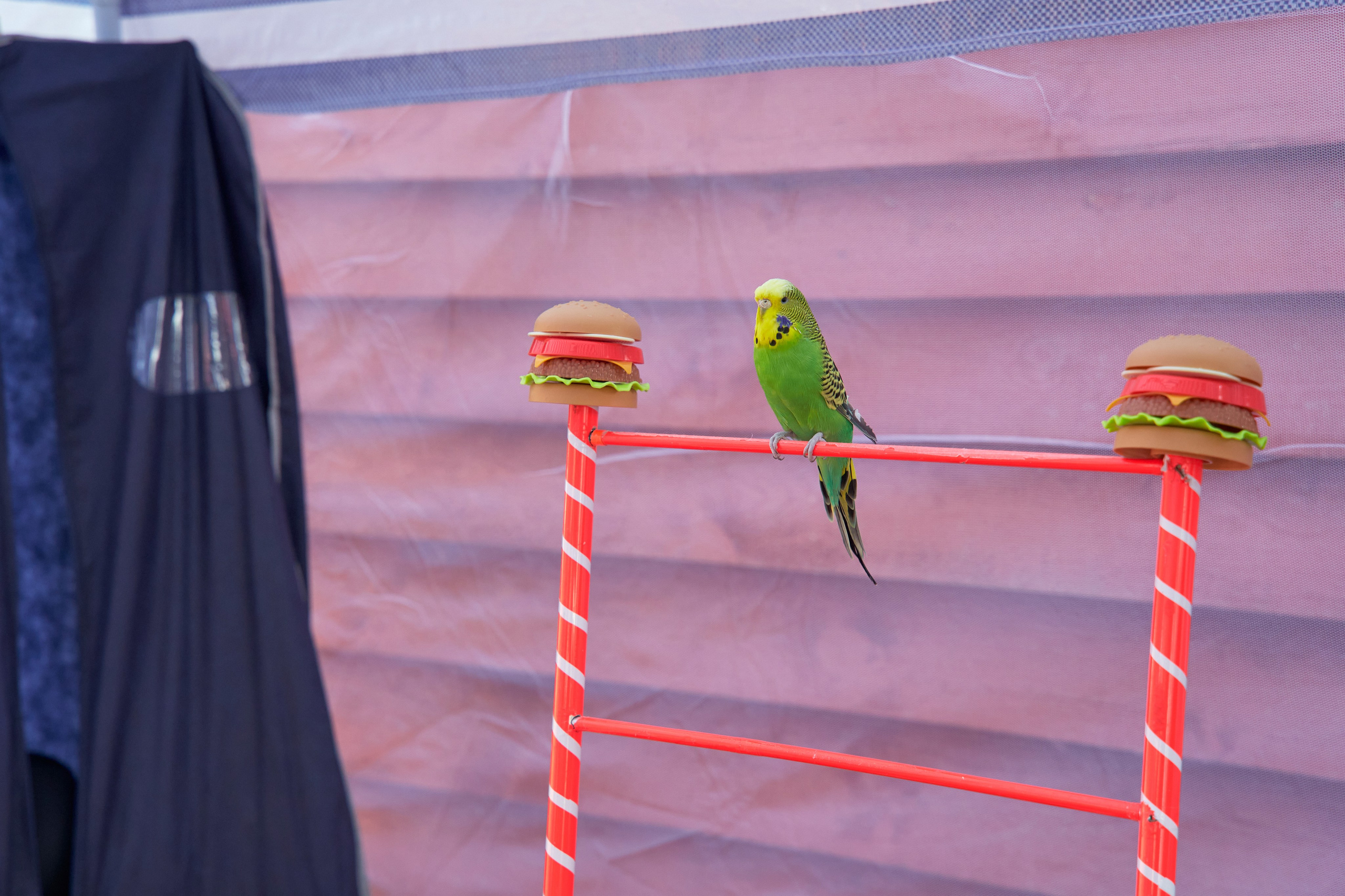 День рождения Максима. Yankovski_001