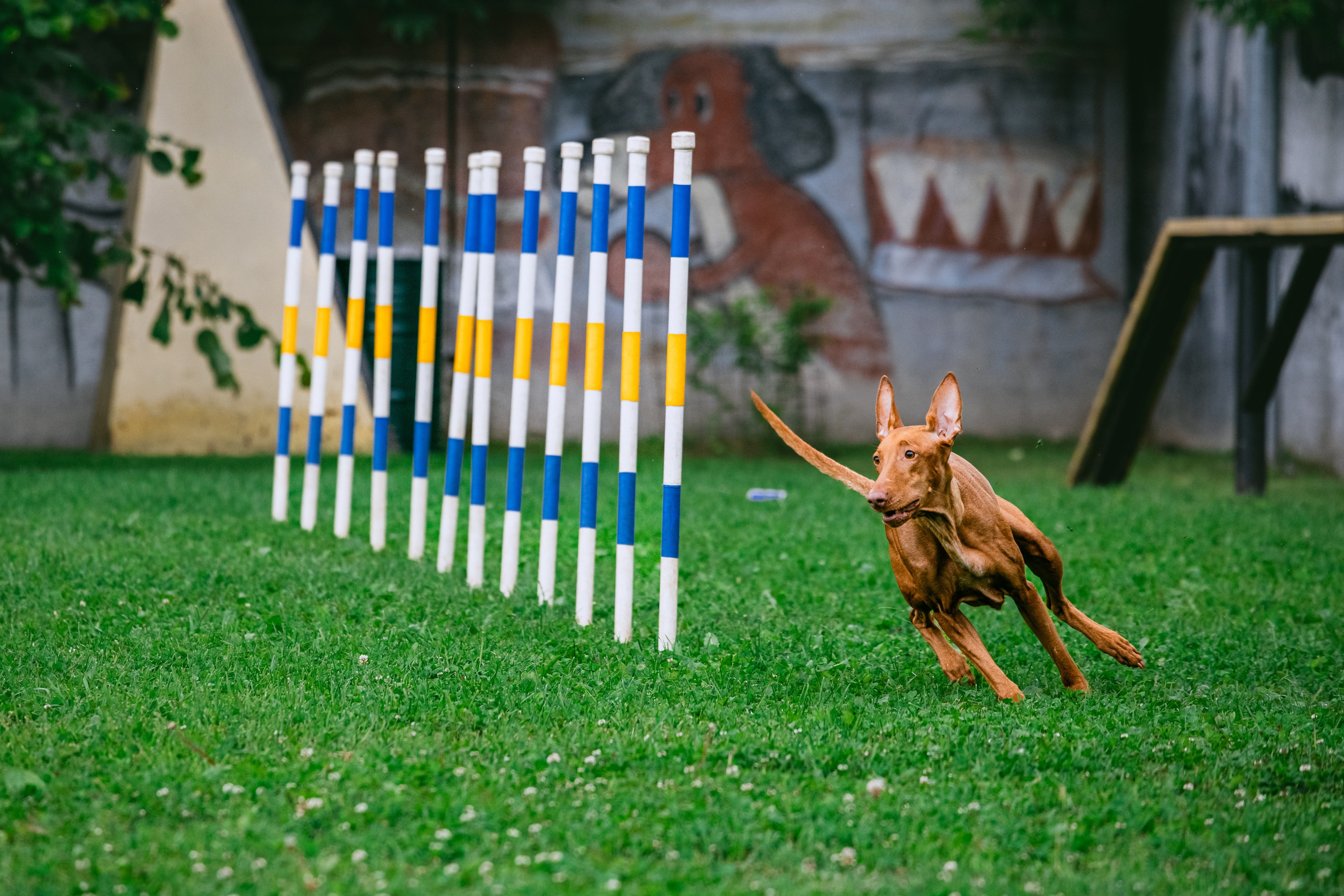 Соревнования по аджилити Долгопрудный 30.06.2025. Фотограф-анималист Татьяна Степанова