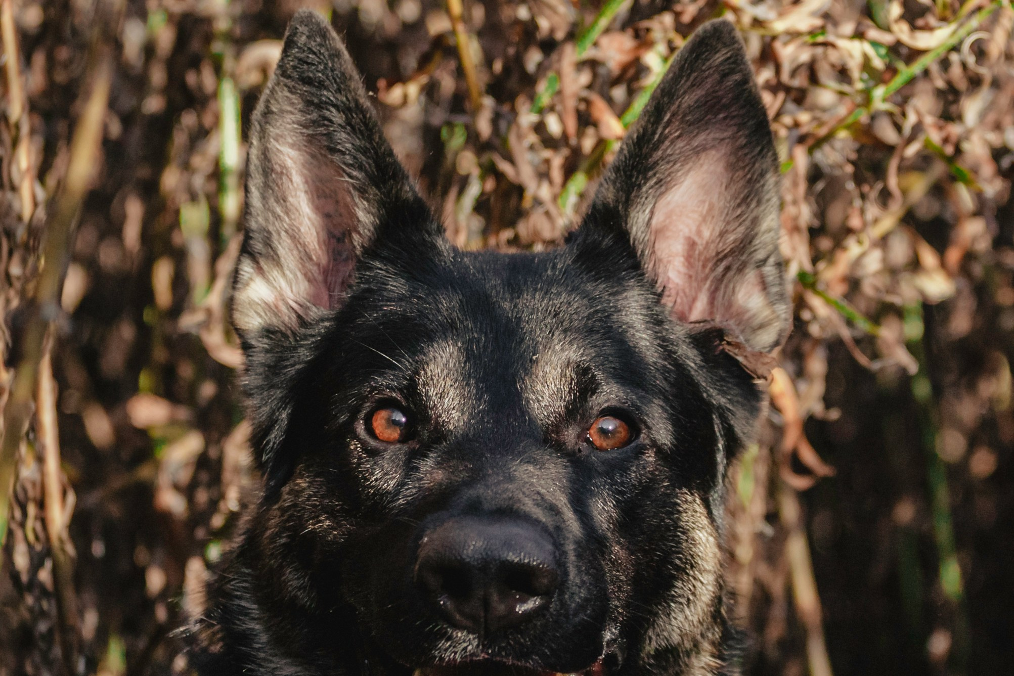 Илай. Фотограф-анималист Татьяна Степанова
