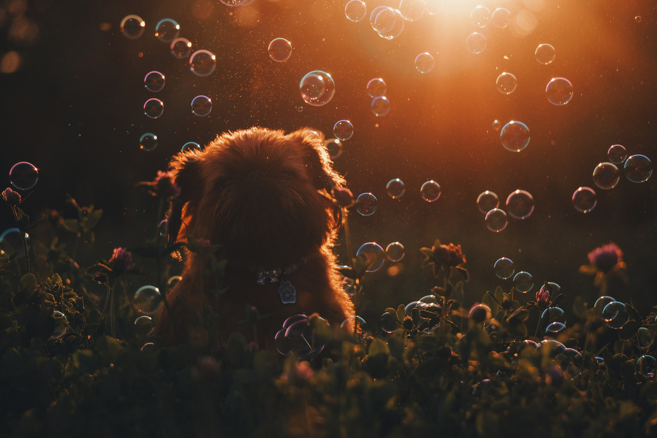 Катя и Яшма. Фотограф-анималист Ксения Воробьева, Москва