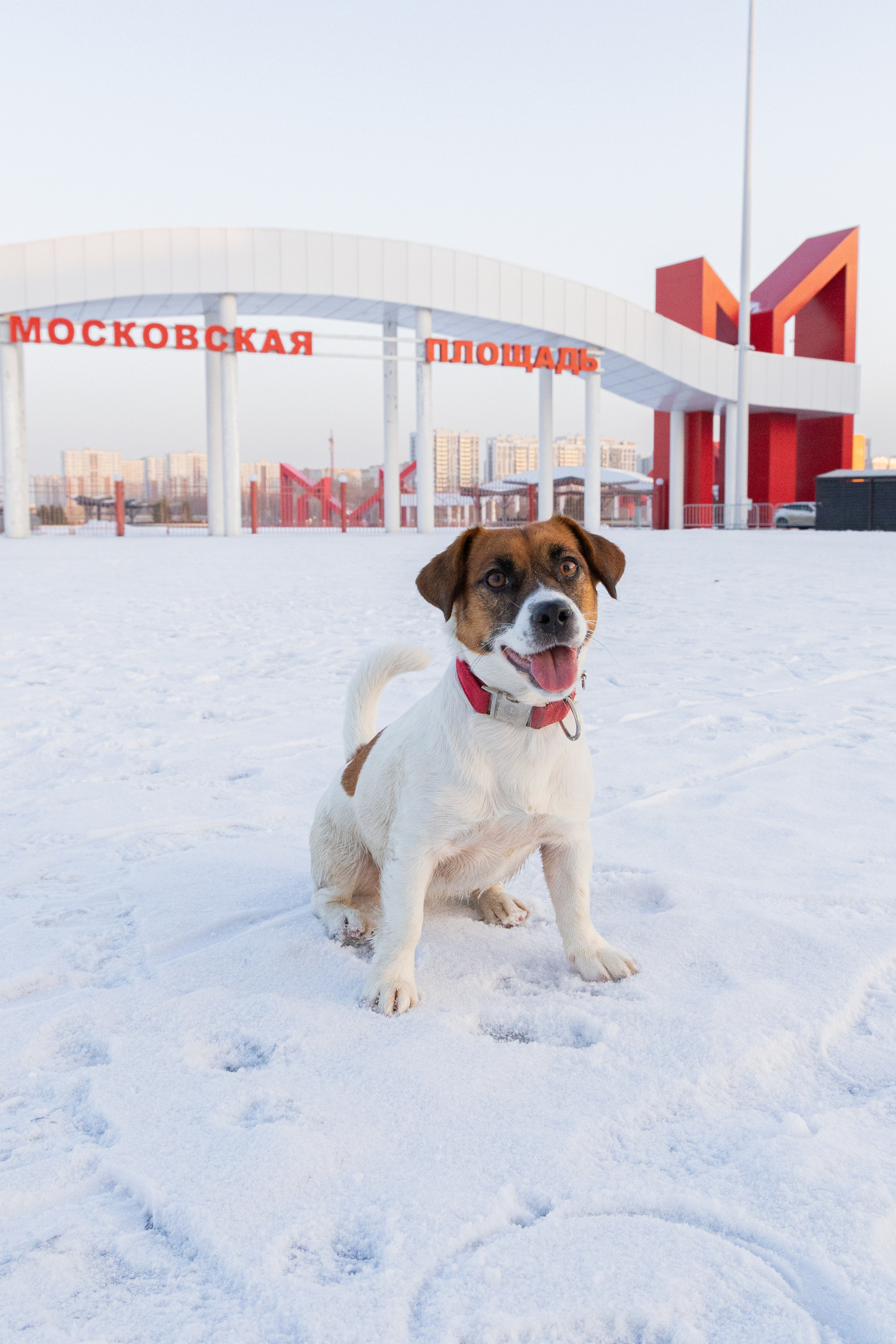 Фотосъёмка животных. Профессиональная коммерческая, промышленная и репортажная фотосъёмка для бизнеса
