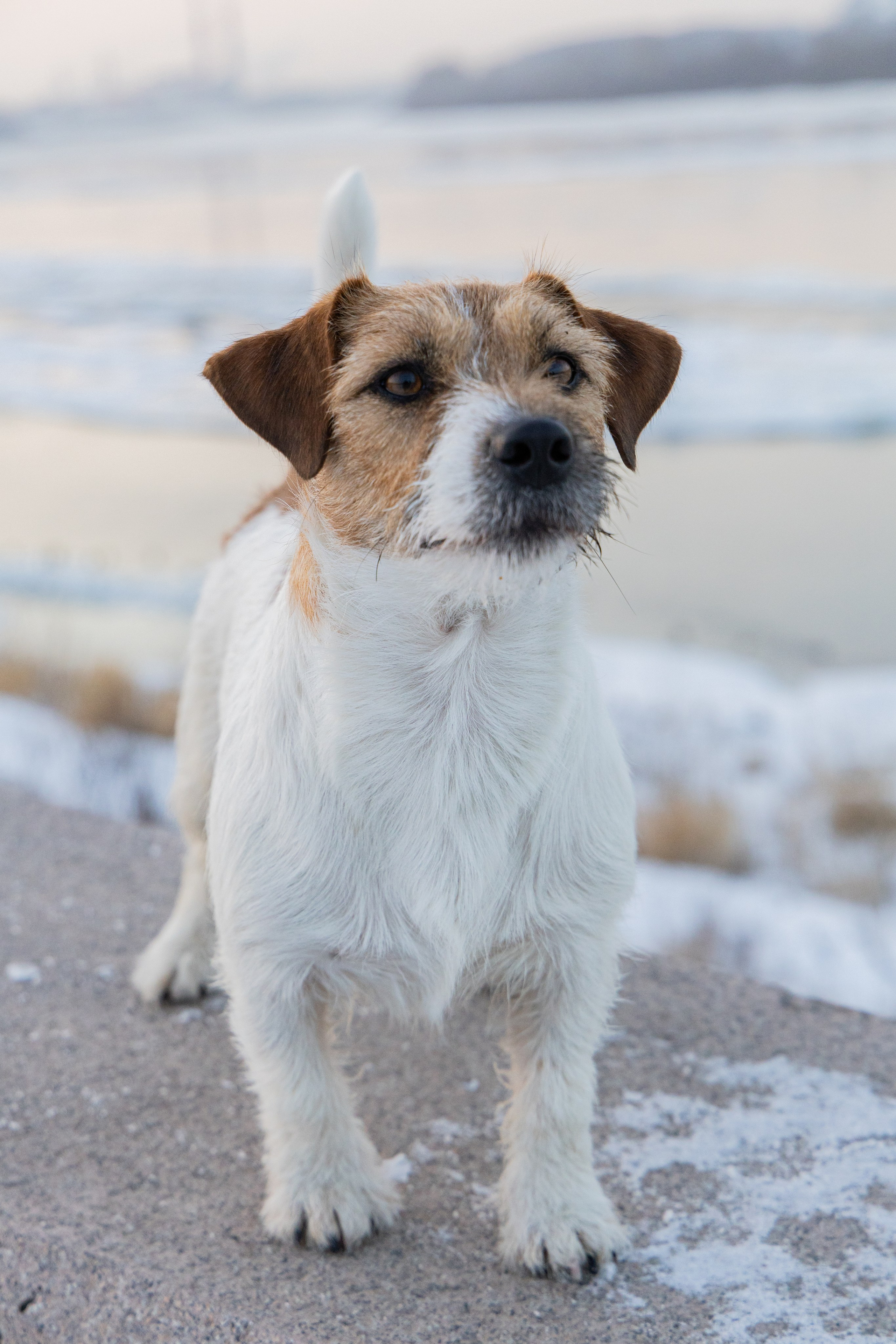 Фотосъёмка животных. Профессиональная коммерческая, промышленная и репортажная фотосъёмка для бизнеса