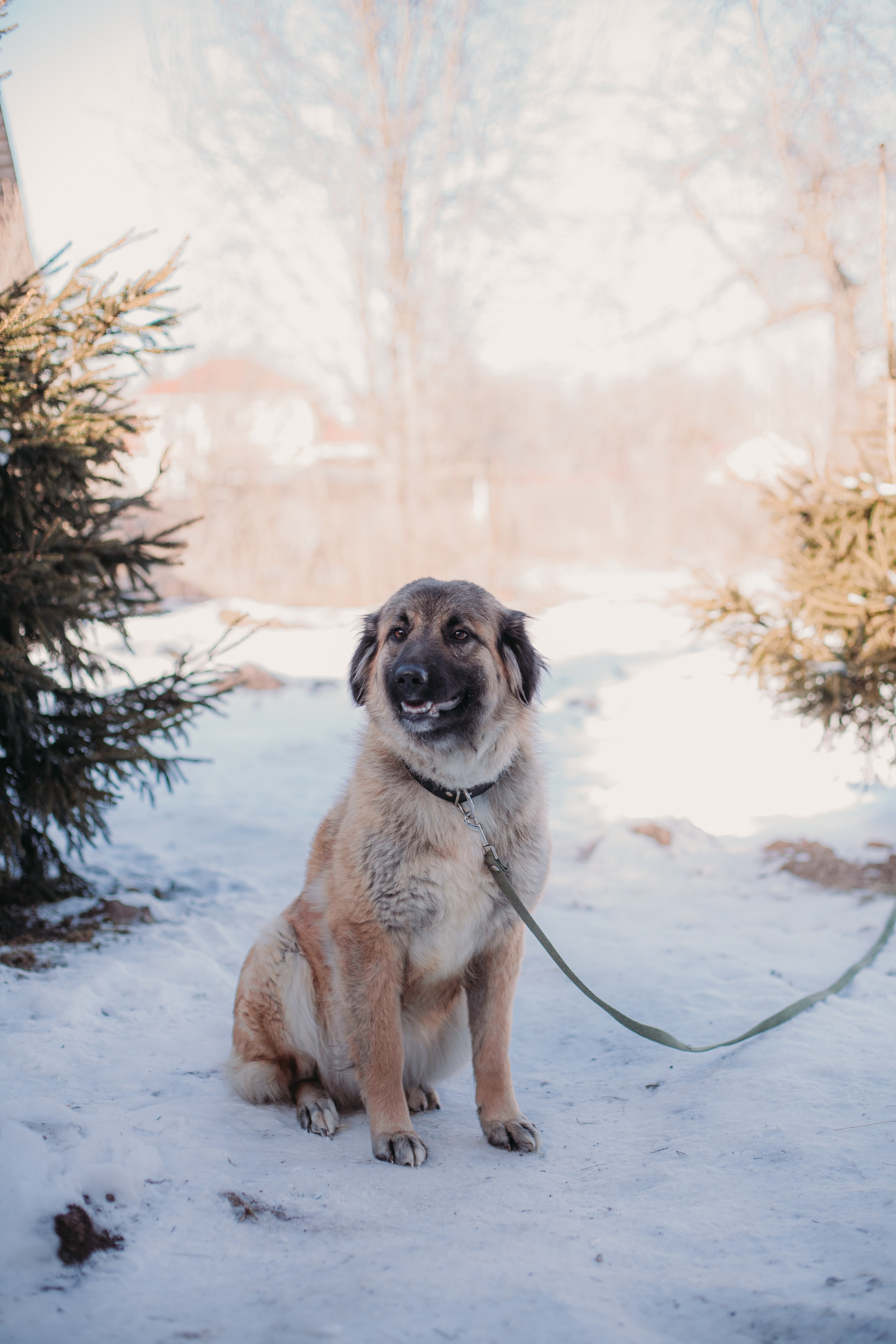 Фотосессии животных. Детский фотограф, фотограф-анималист