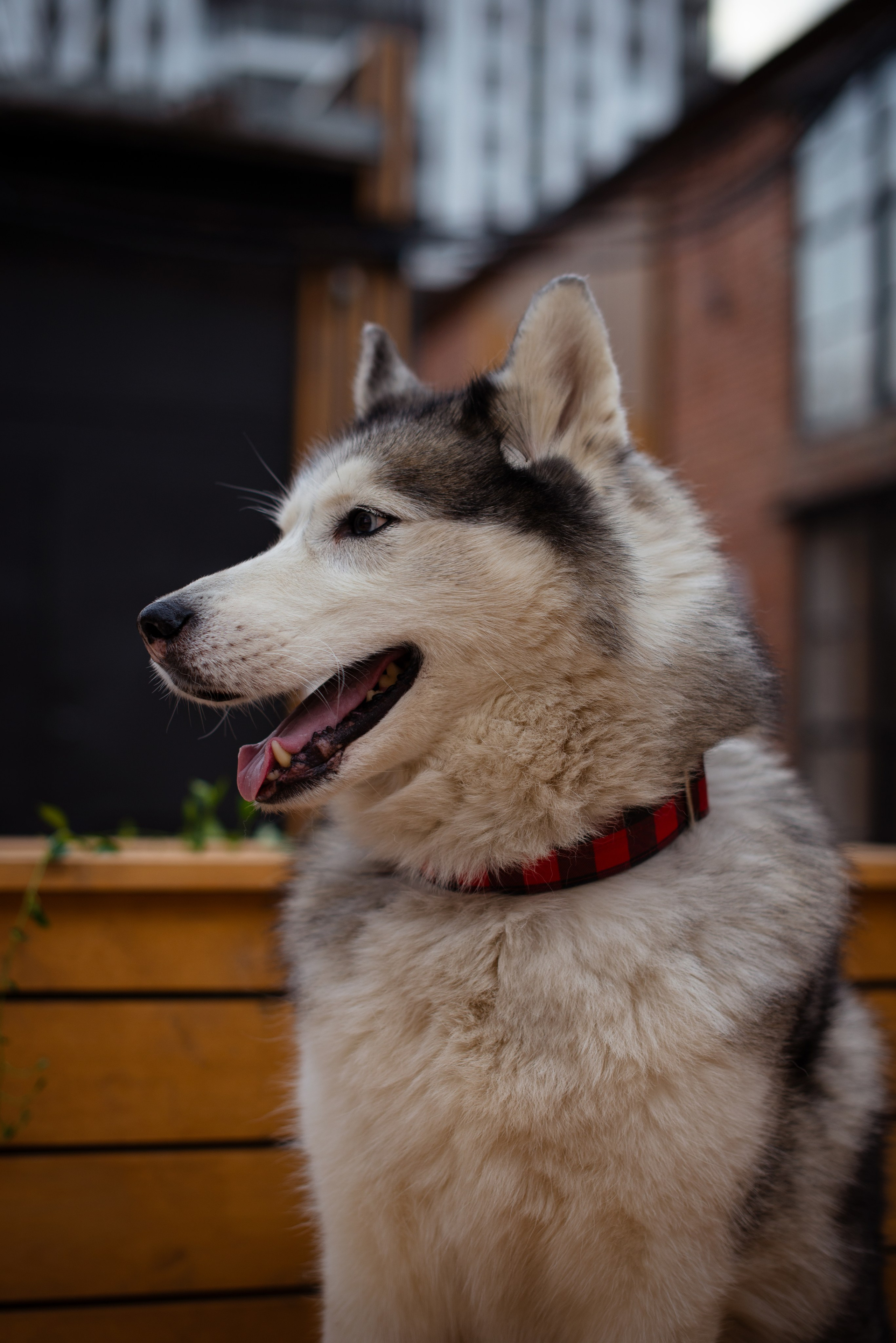 Прогулочная фотосессия Александр и Хан. Творческий фотограф Вологда