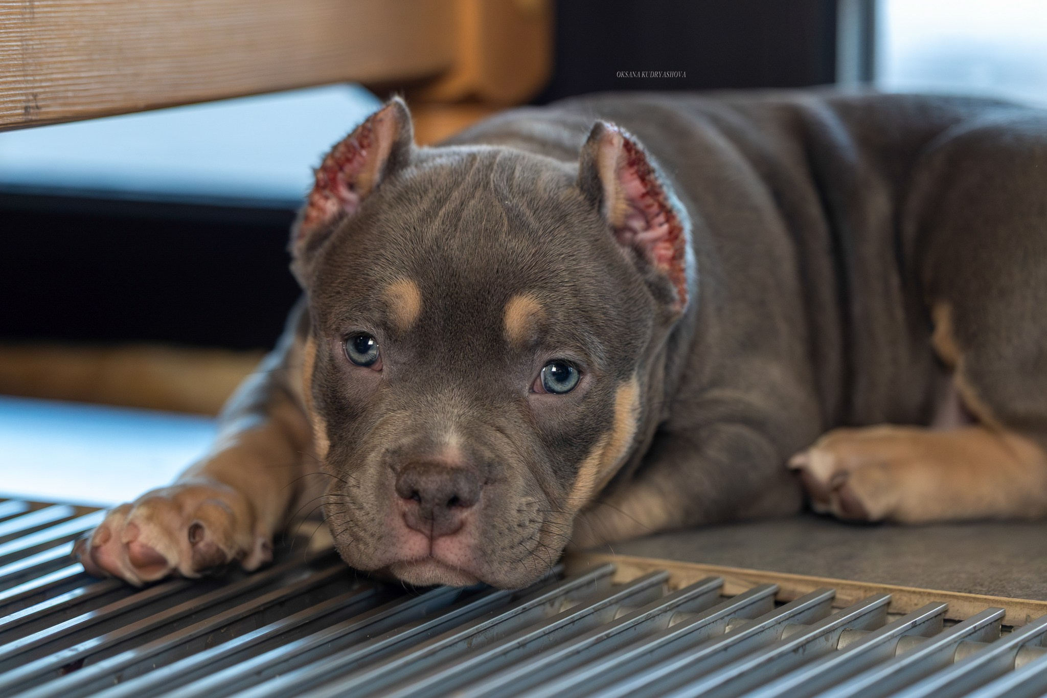 Американский булли!. Фотограф 📸 анималист, предметный, репортажный