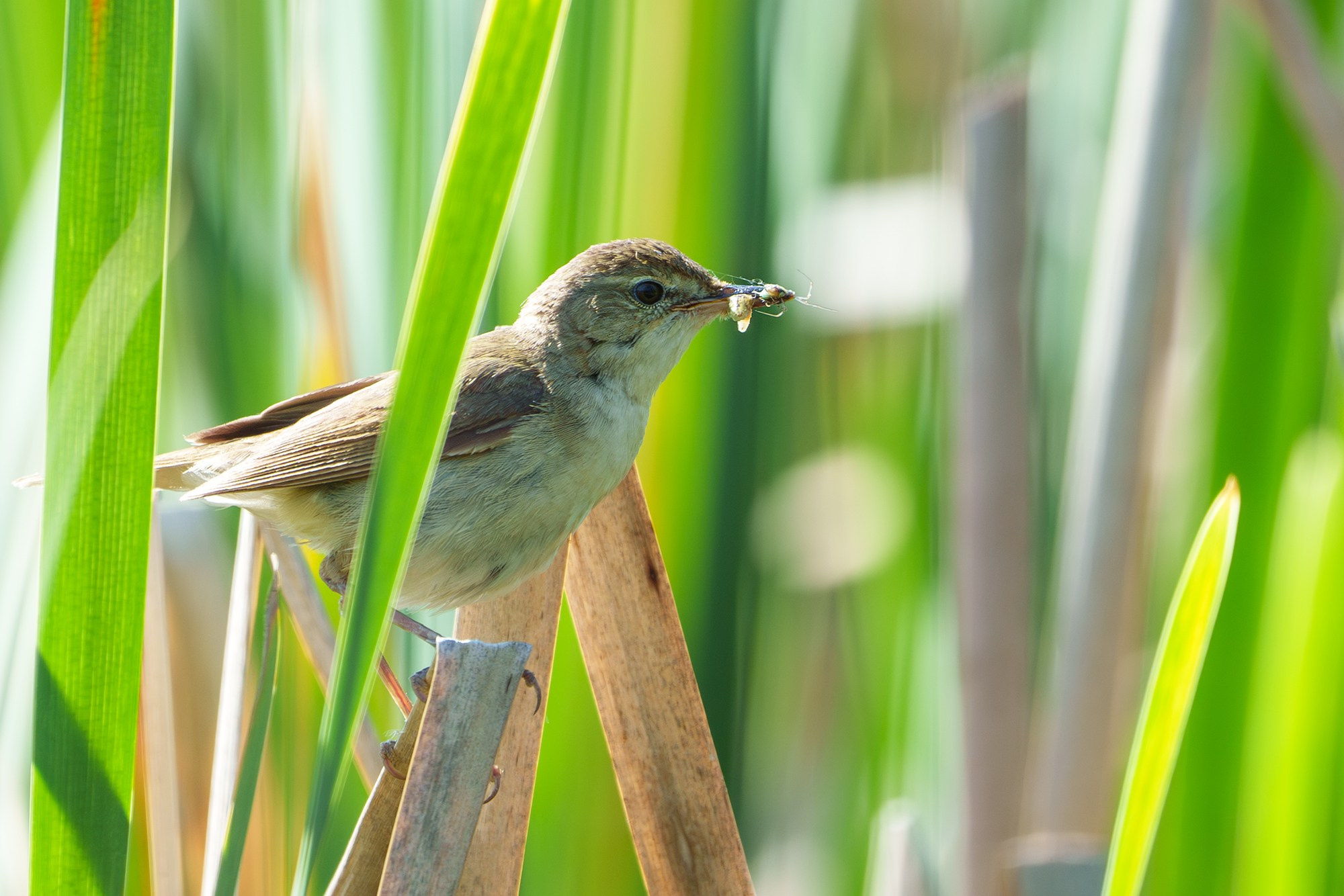Удивительные мир птиц. Вокруг нас столько прекрасного — присмотритесь!. Ваш личный фотограф Марина Волкова