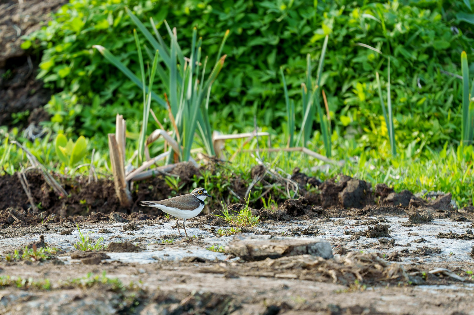Удивительные мир птиц. Вокруг нас столько прекрасного — присмотритесь!. Ваш личный фотограф Марина Волкова