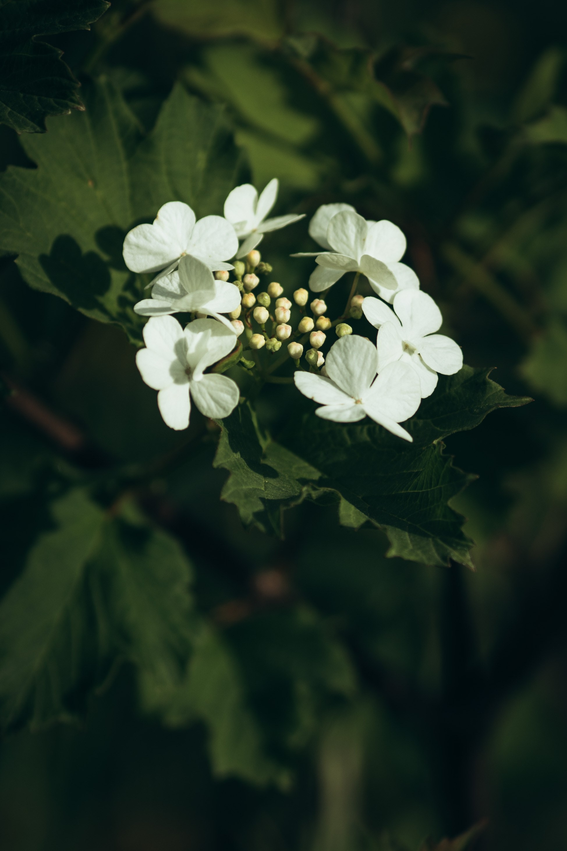 Природные пейзажи. Наталия Клевинскас портретный фотограф в Костроме