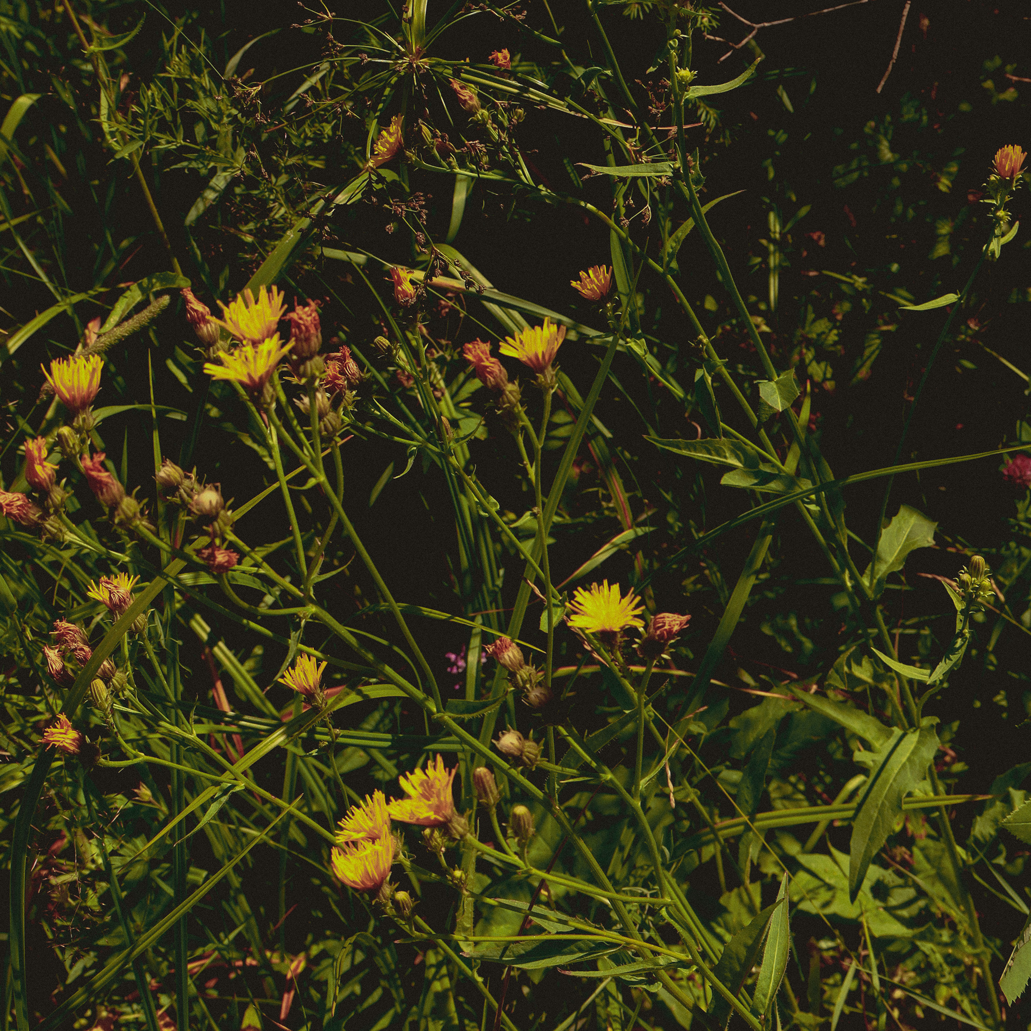 Summer hike. Фотограф/дизайнер в Екатеринбурге Хитрый Дмитрий