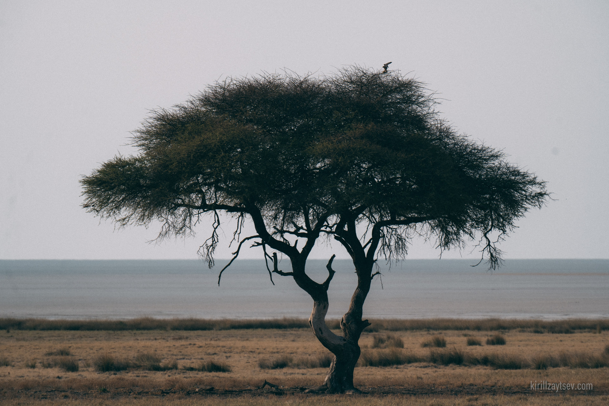Жизнь. Профессиональный фотограф Кирилл Зайцев