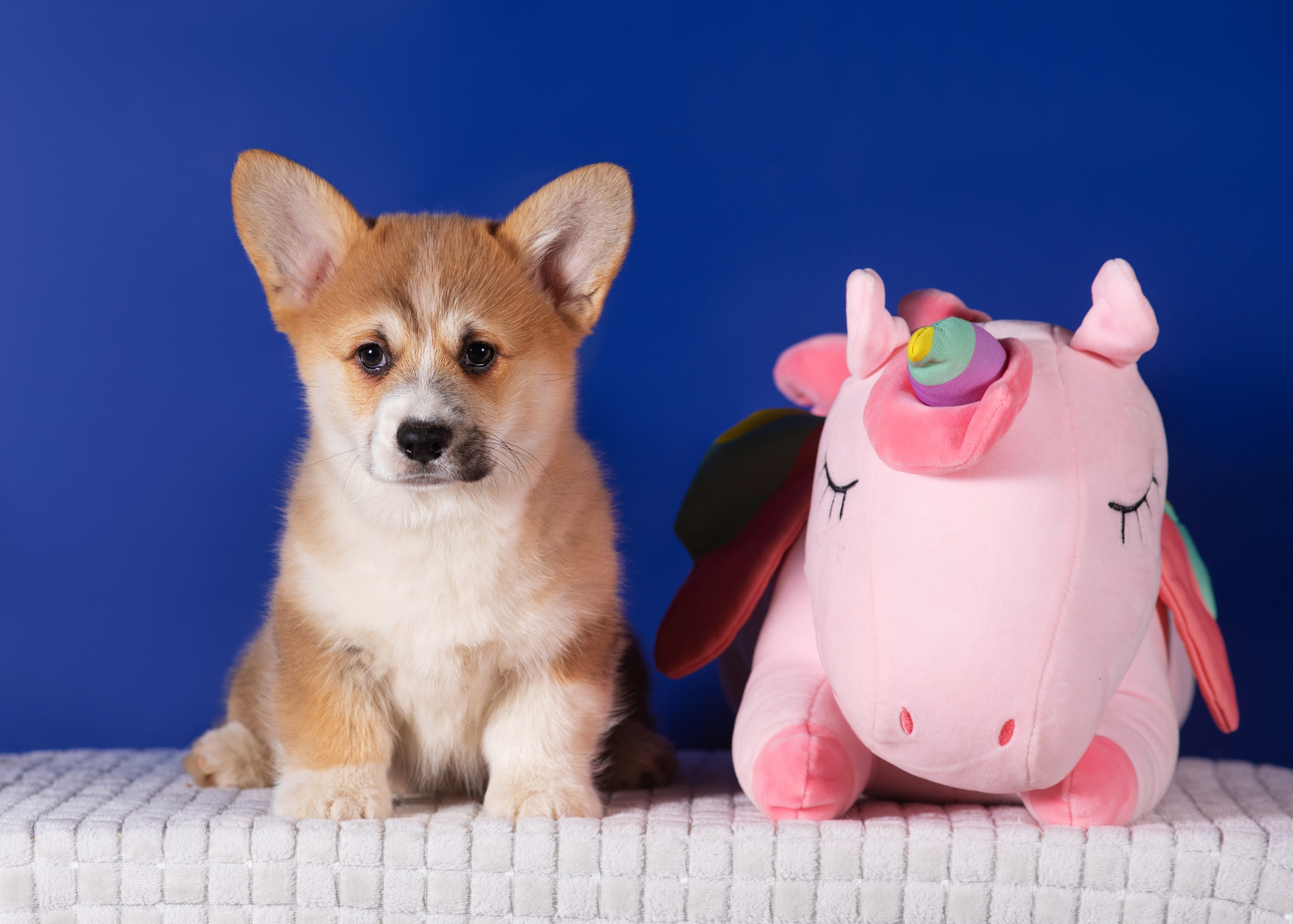 Милые щеночки. Дог-фотограф в Тюмени Александра Королева