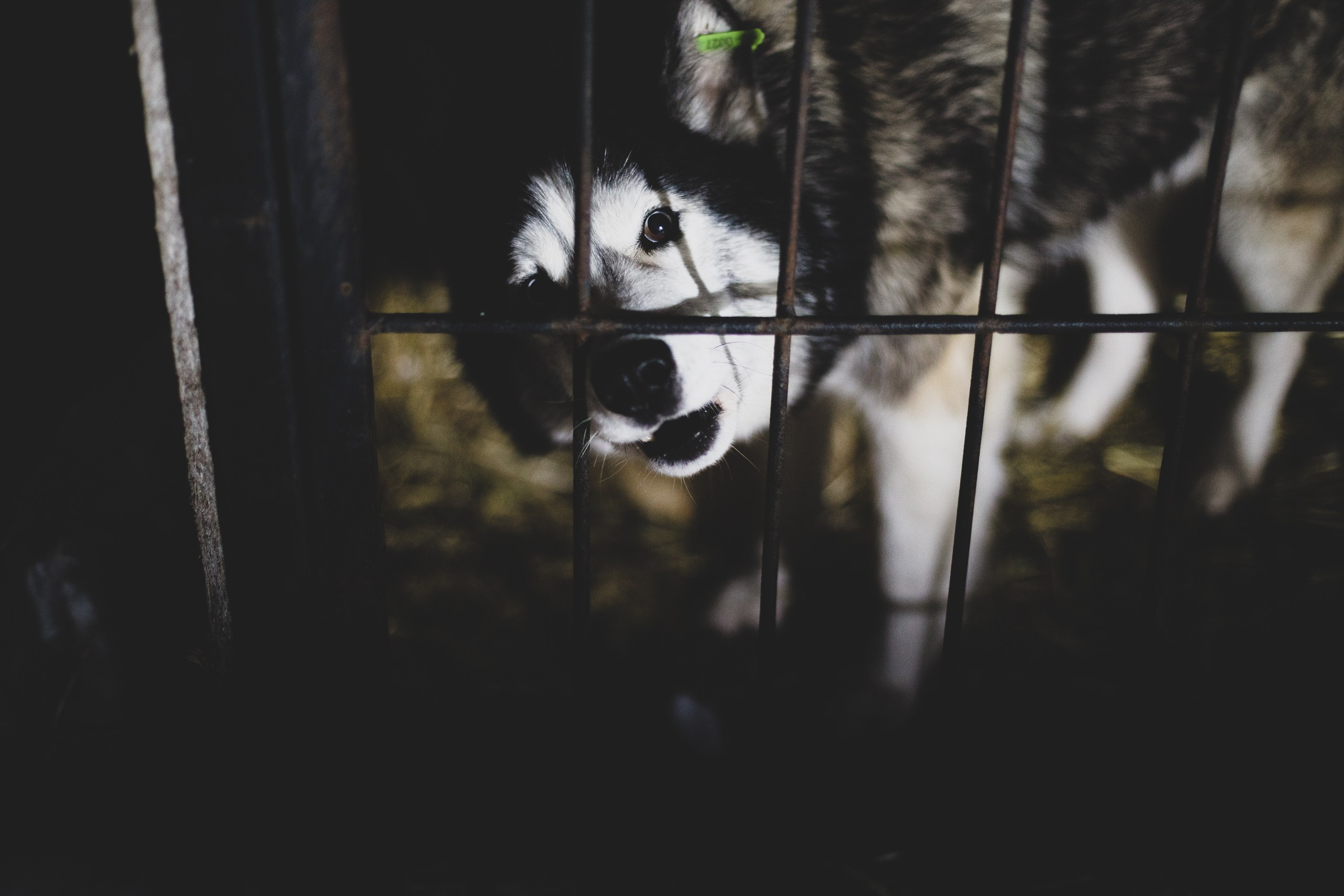 Фонд помощи: Husky_help_21. Фотография