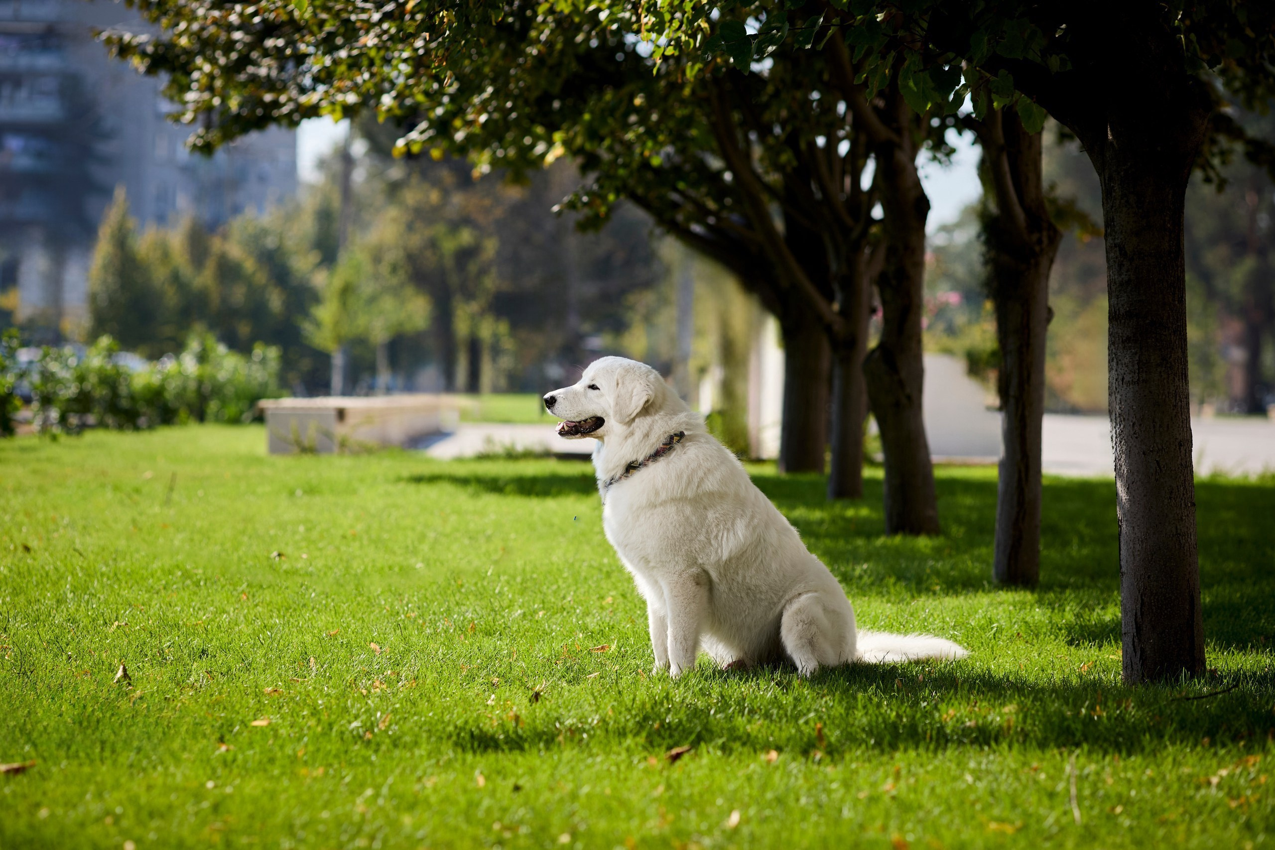 Фотосессия для белой собаки
