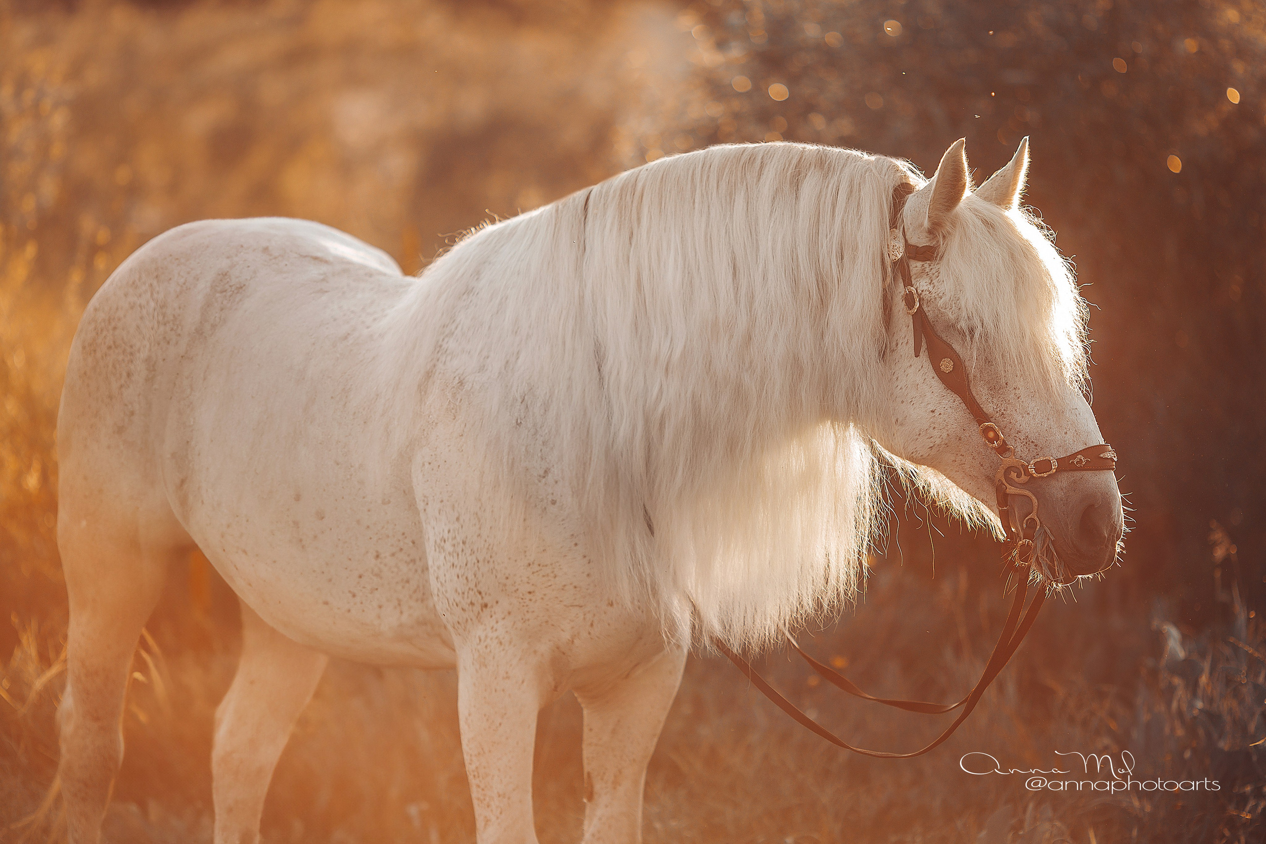 Стоимость съемки. Анна Молчанова конный фотограф в Тюмени | фотосессии с лошадьми Тюмень