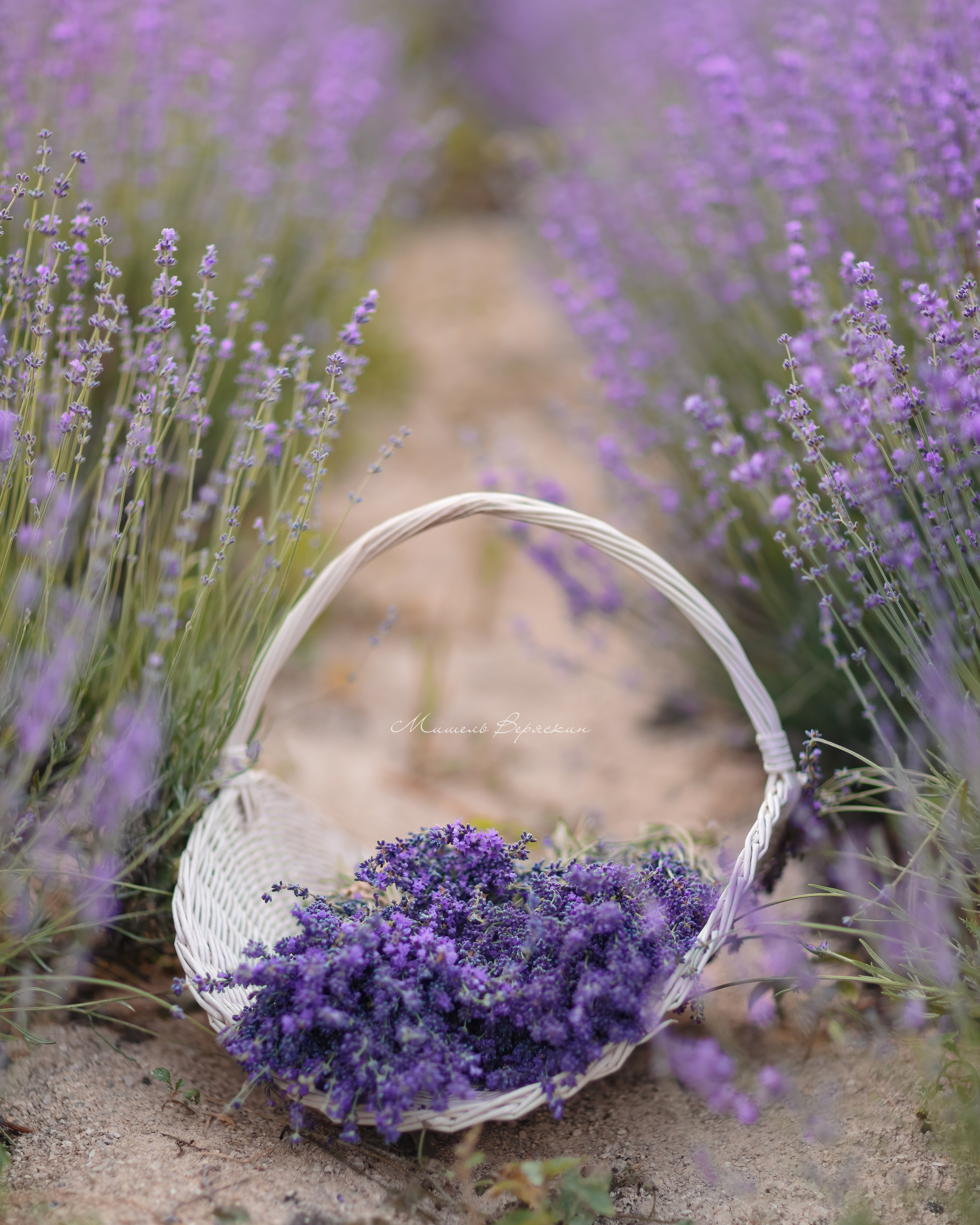 Лавандовая фотосессия