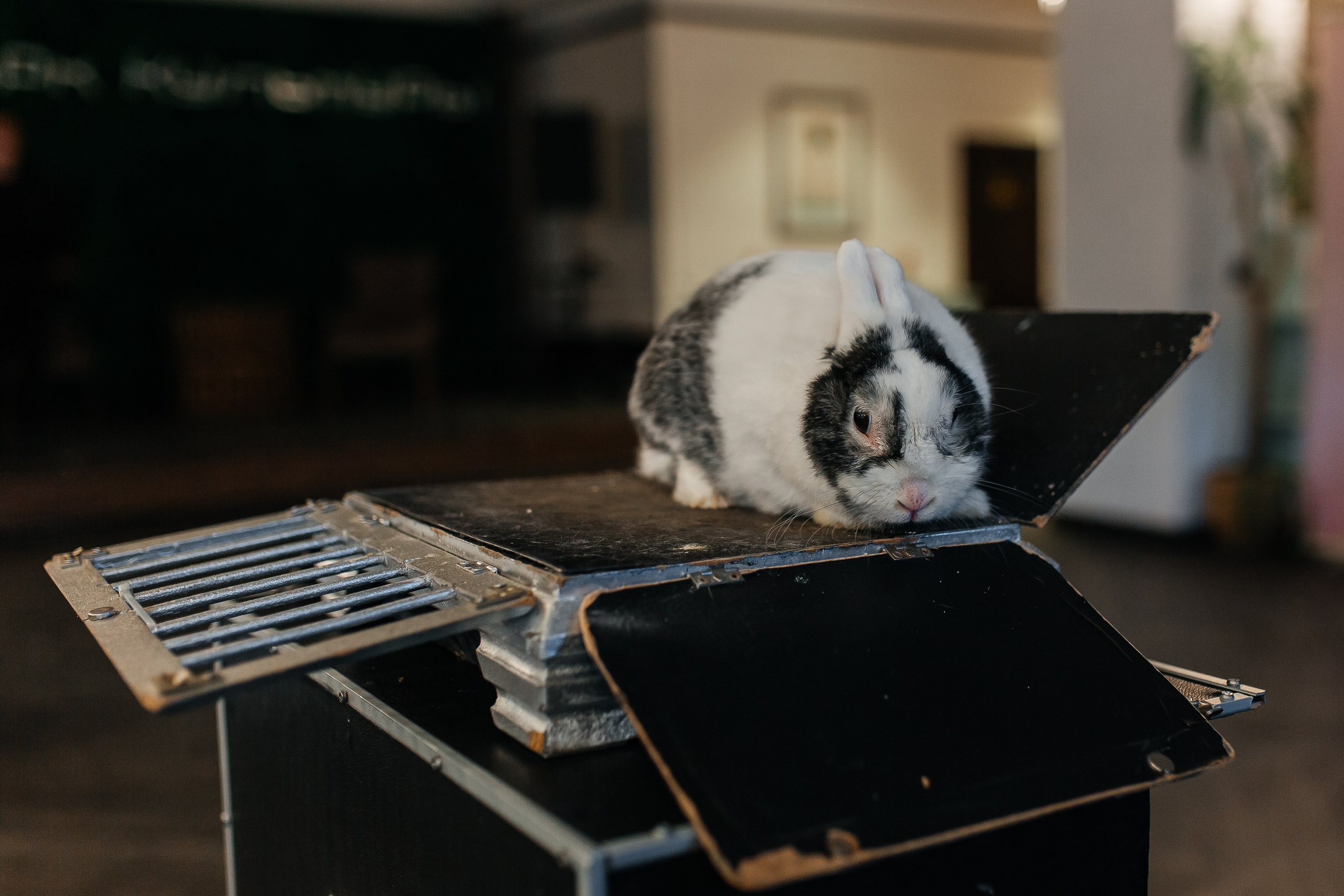 Сакуре 1 годик