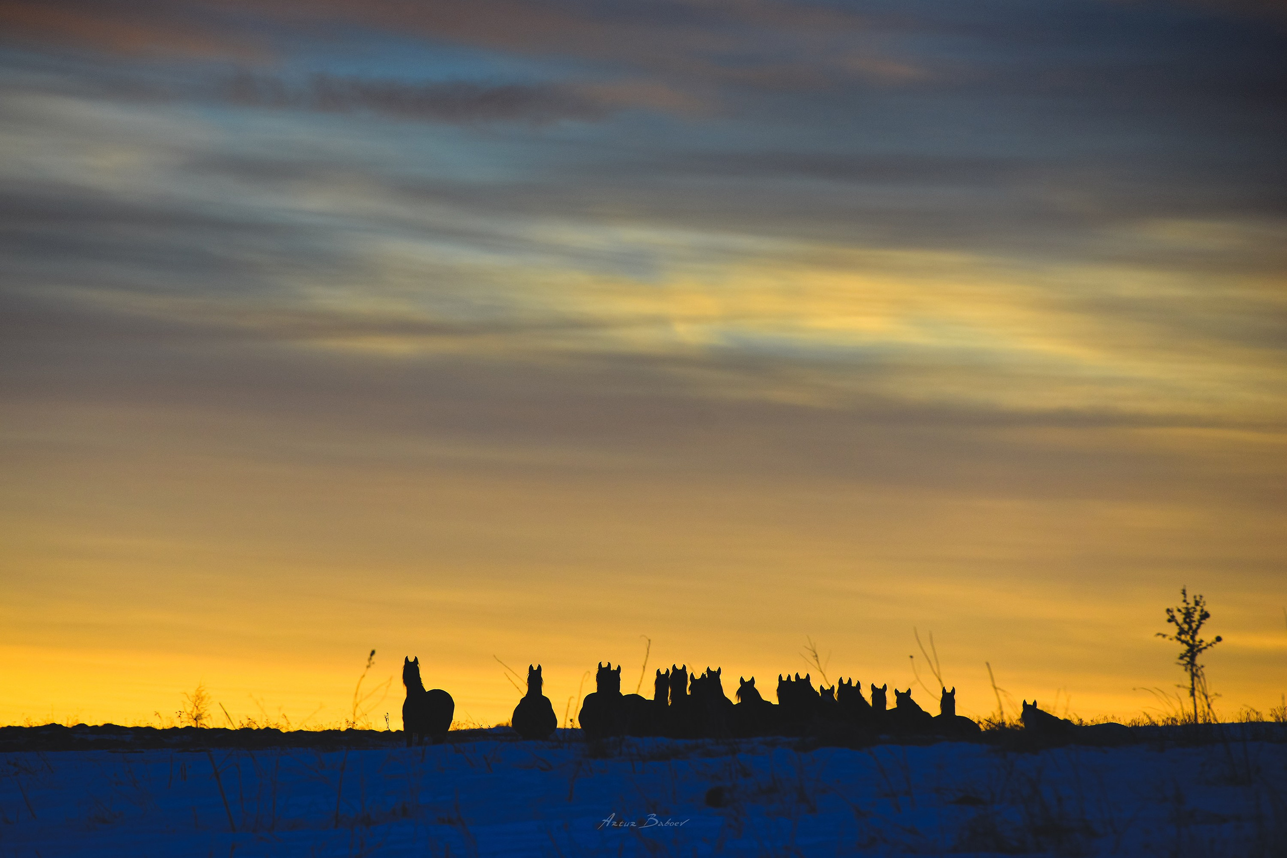 Gallery. Art photos of horses — ARTUR BABOEV | Photographer