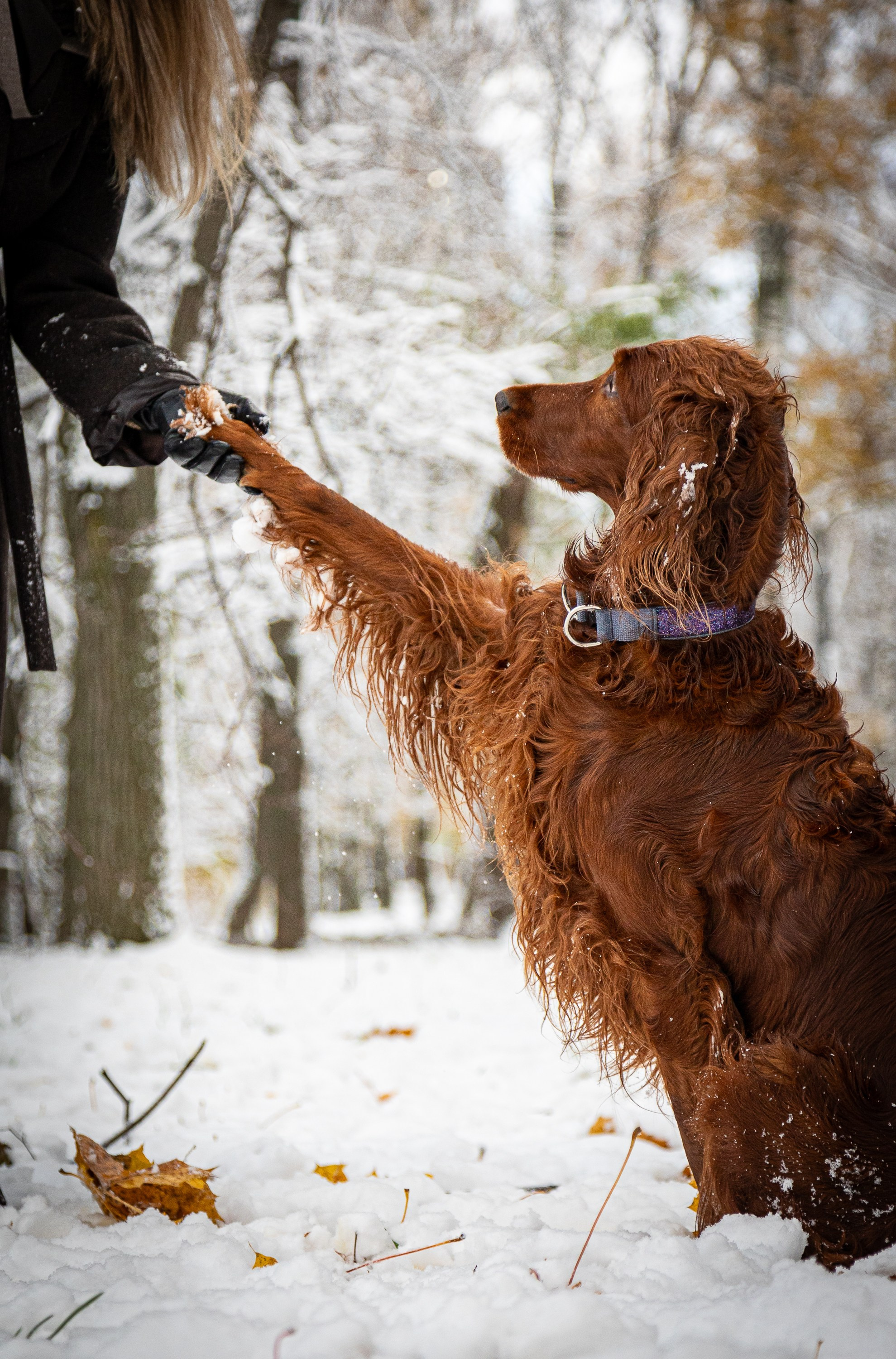 Фотосессии с животными. Добродеева Алла фотограф, Москва