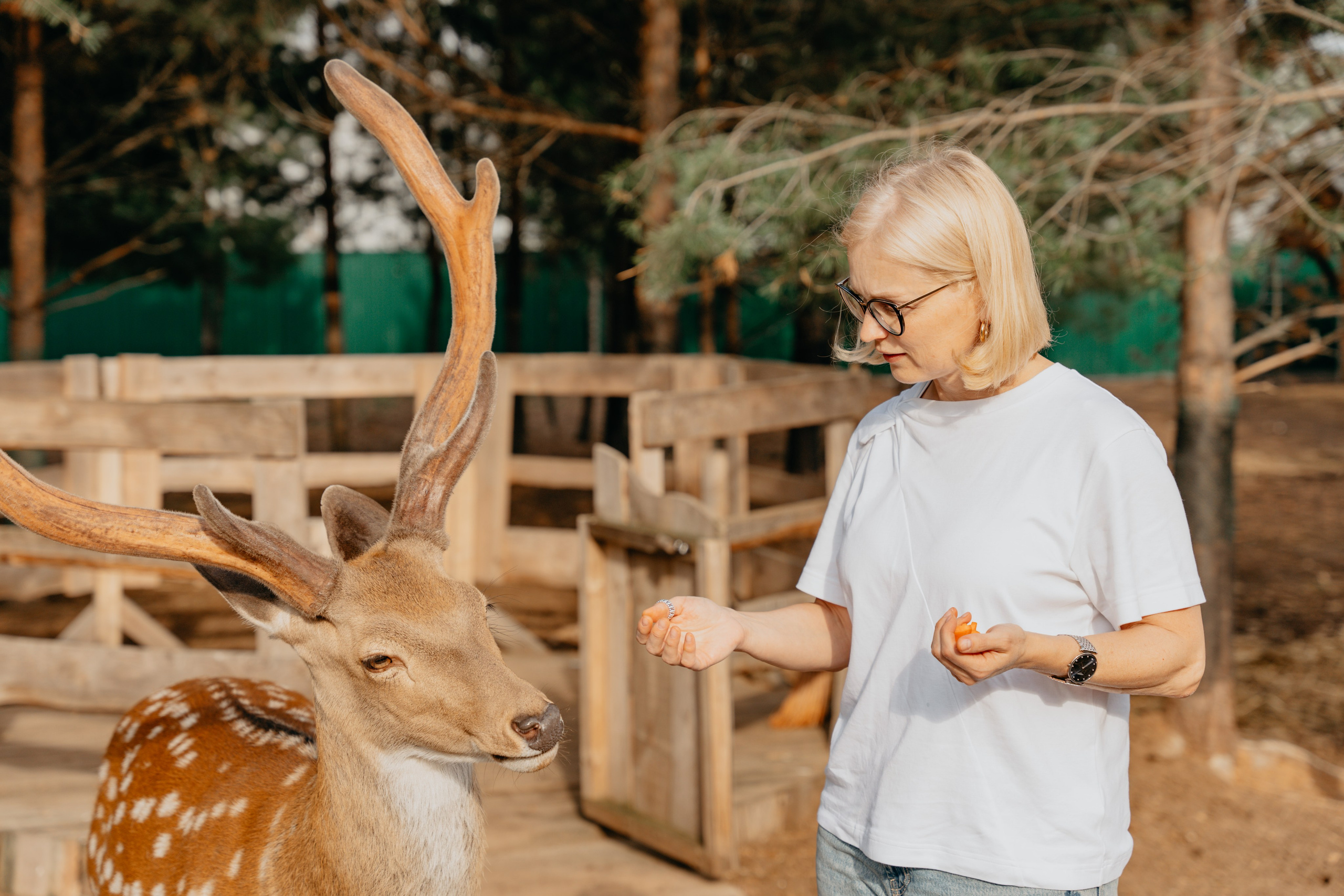 В гости к оленям