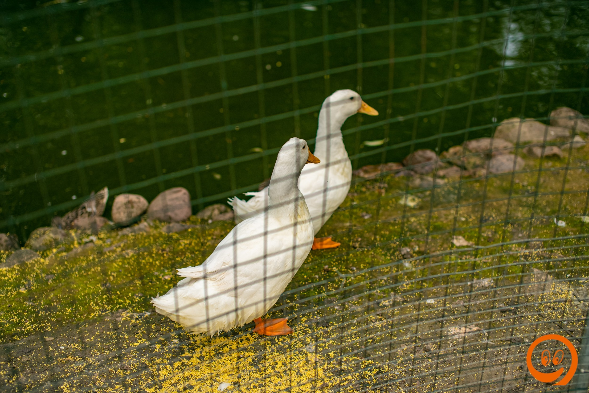 Шашлыки | 12.06.25. Галерея Фантим