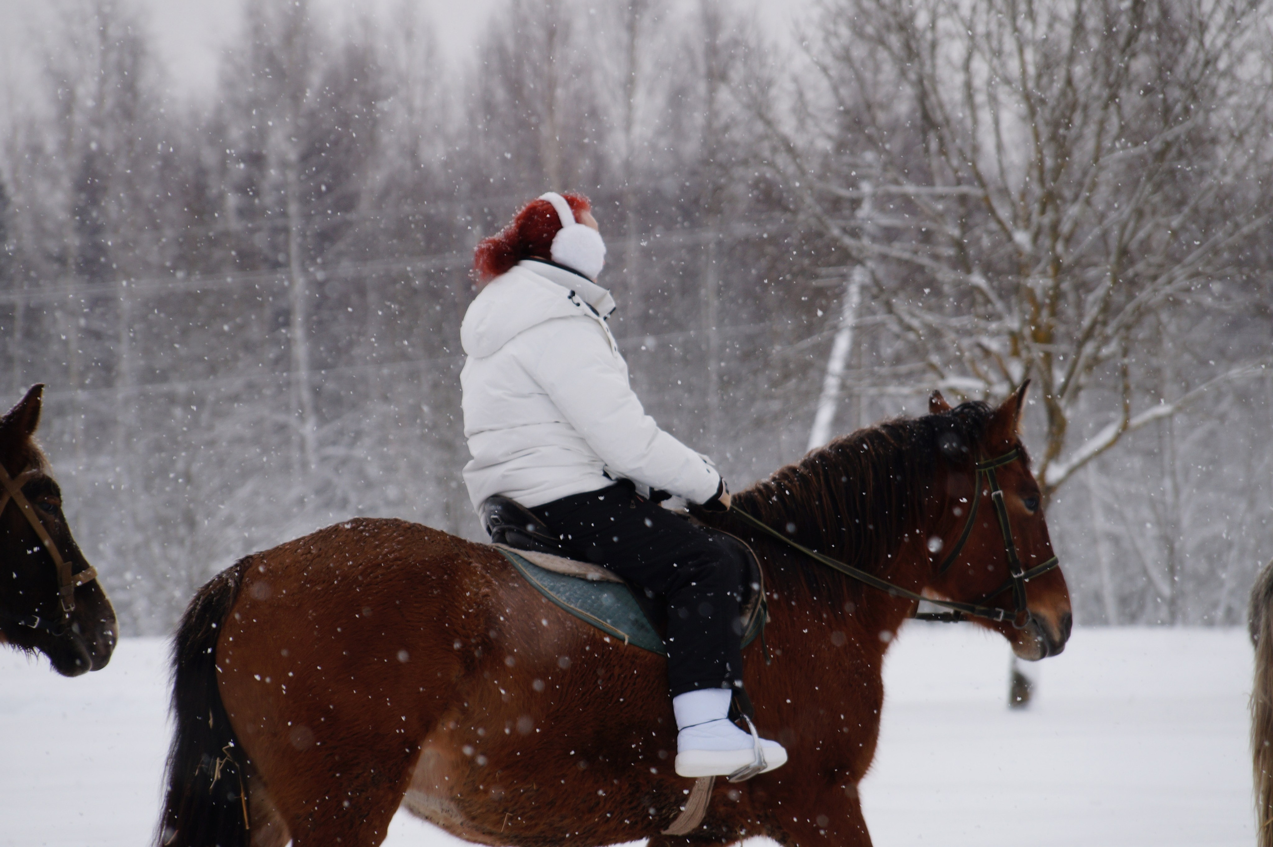 Лошадинг | 11.01.2026. Галерея Фантим