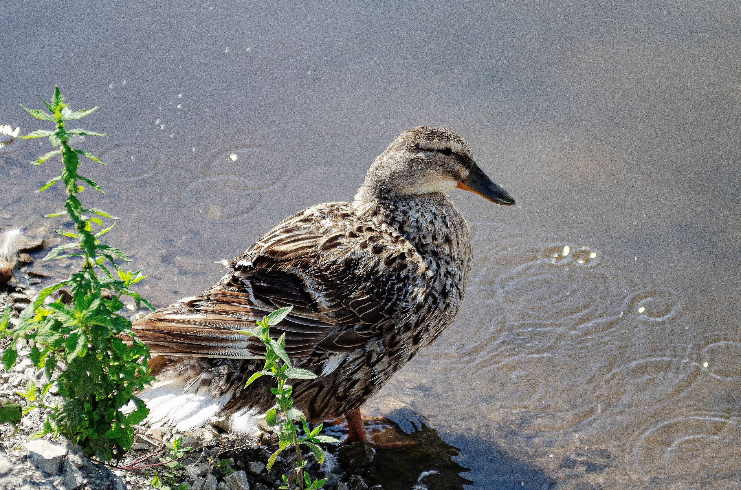 Птицы.Животные. Sreda fotoArt