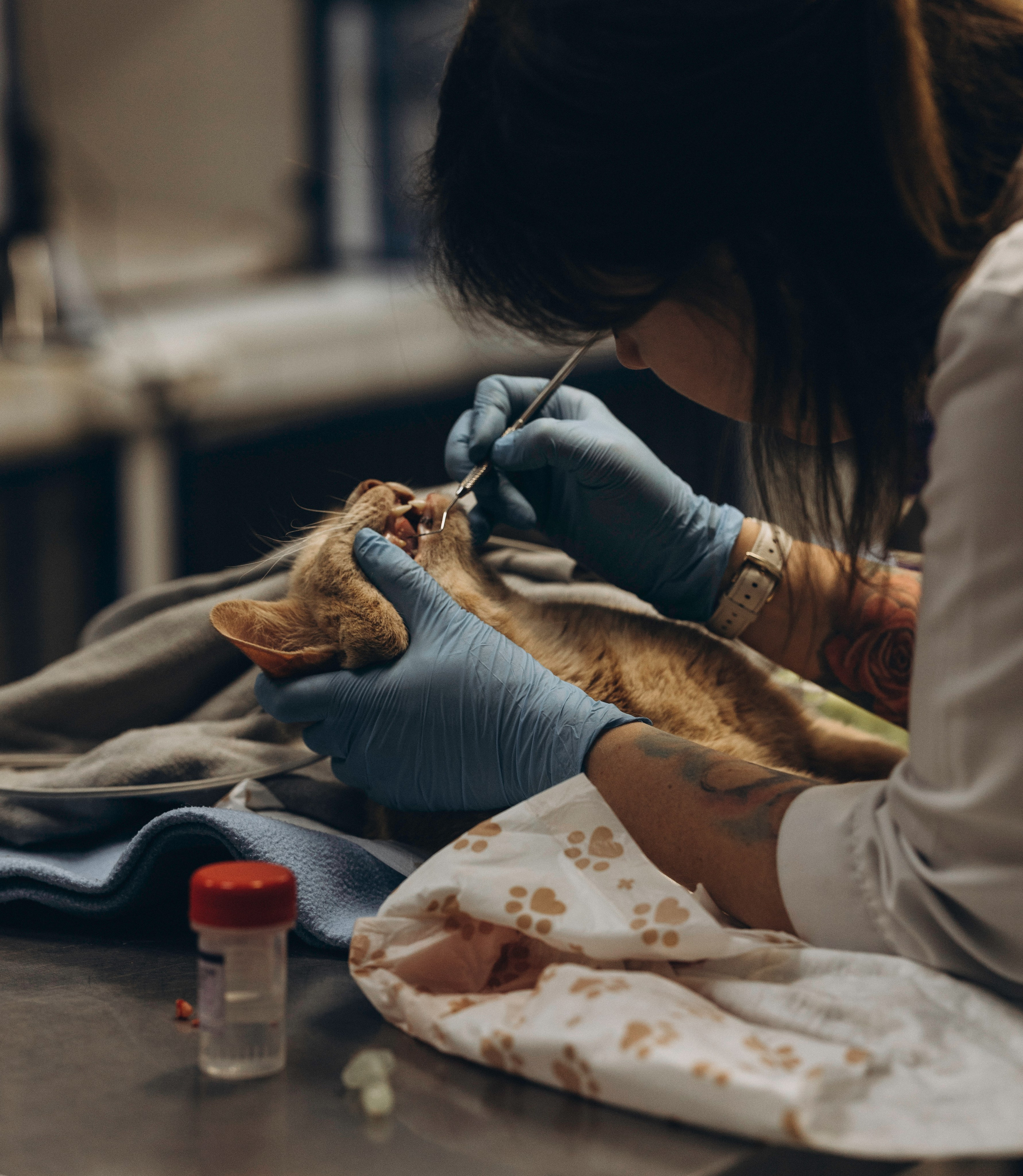 VetLife. Татьяна Афонина | Фотограф