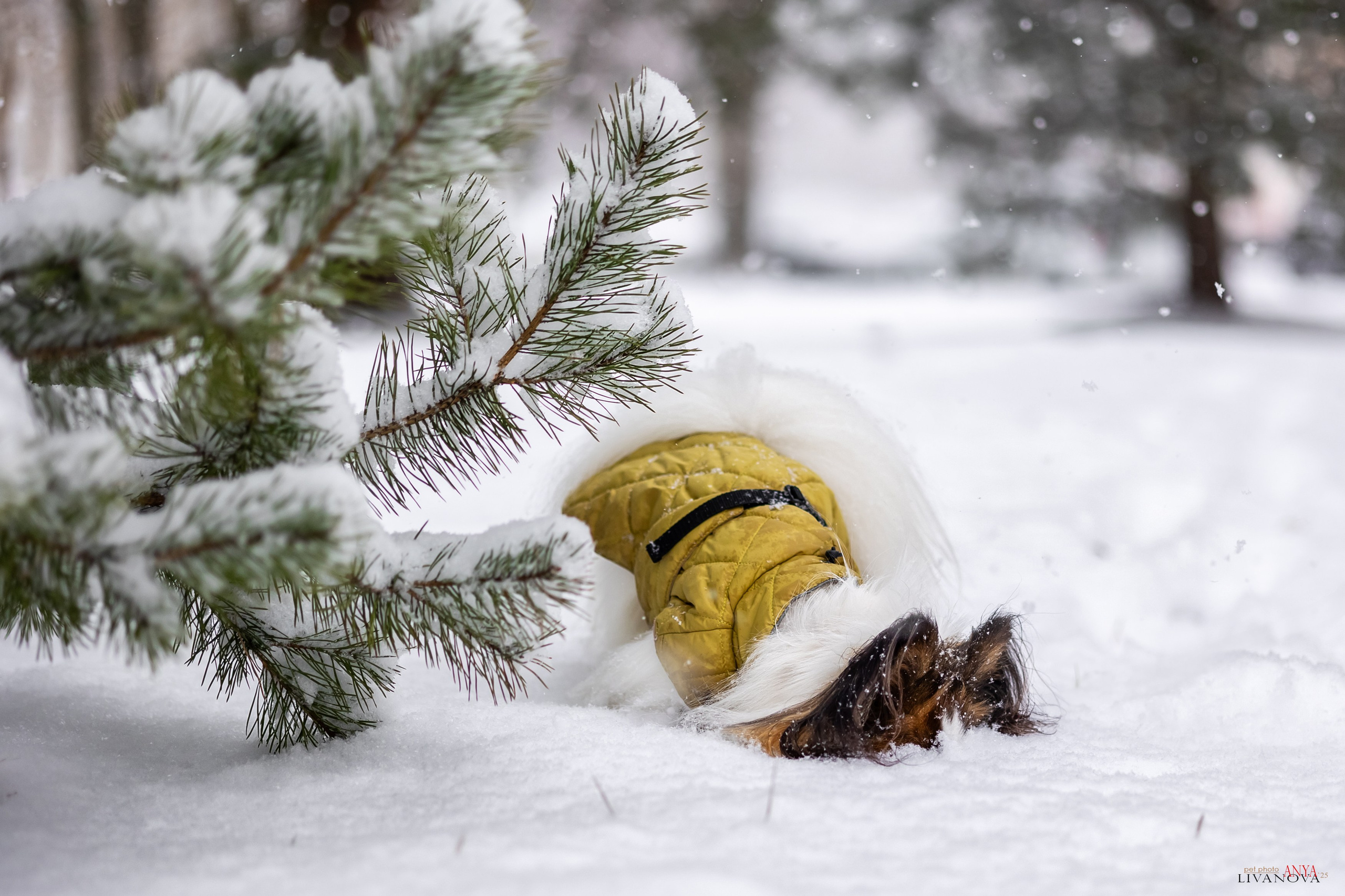 Хьюстон. Фотограф анималист Аня Ливанова | Рыбинск