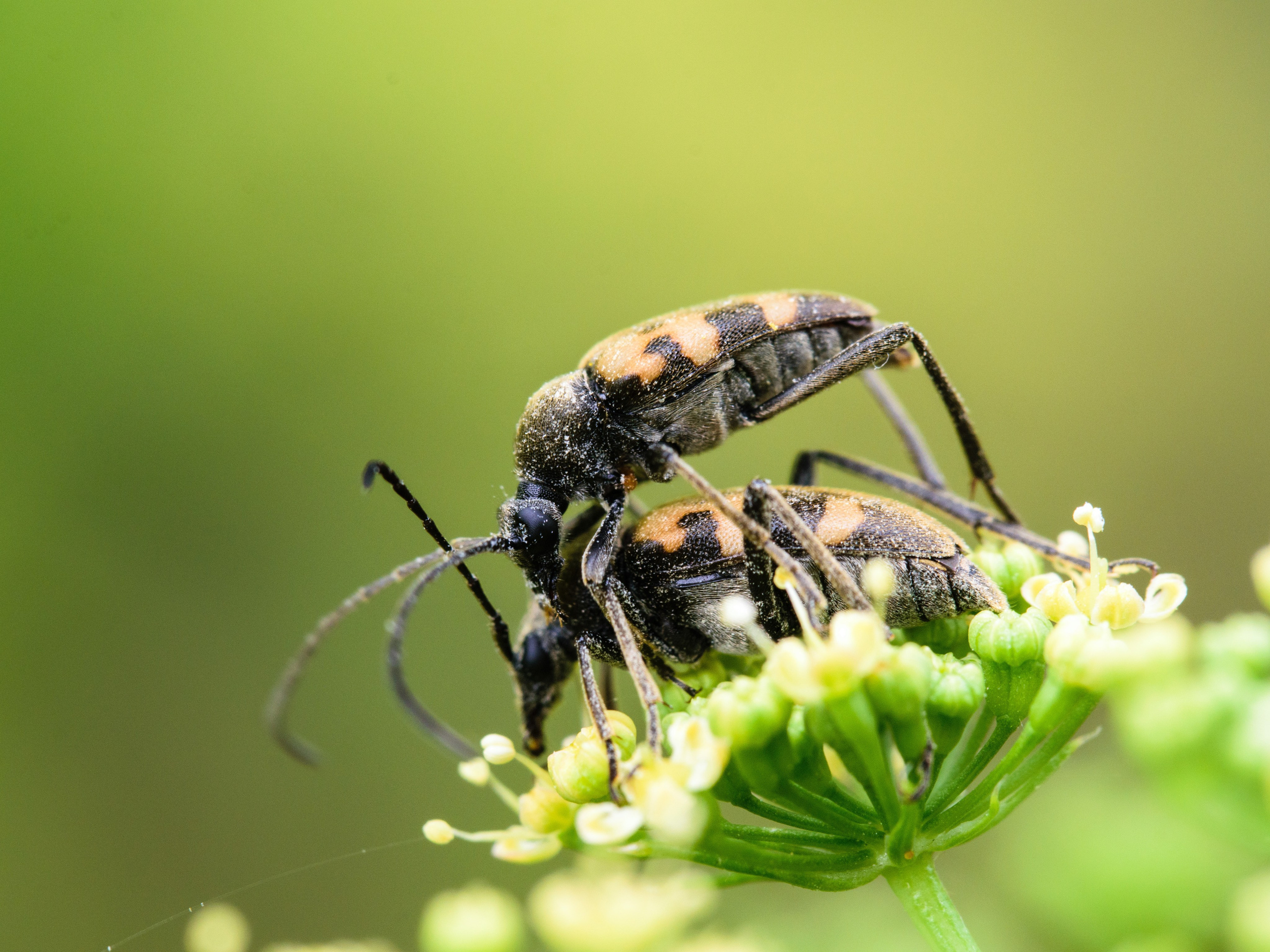 Насекомые. Фотограф Вадим Хмурковский