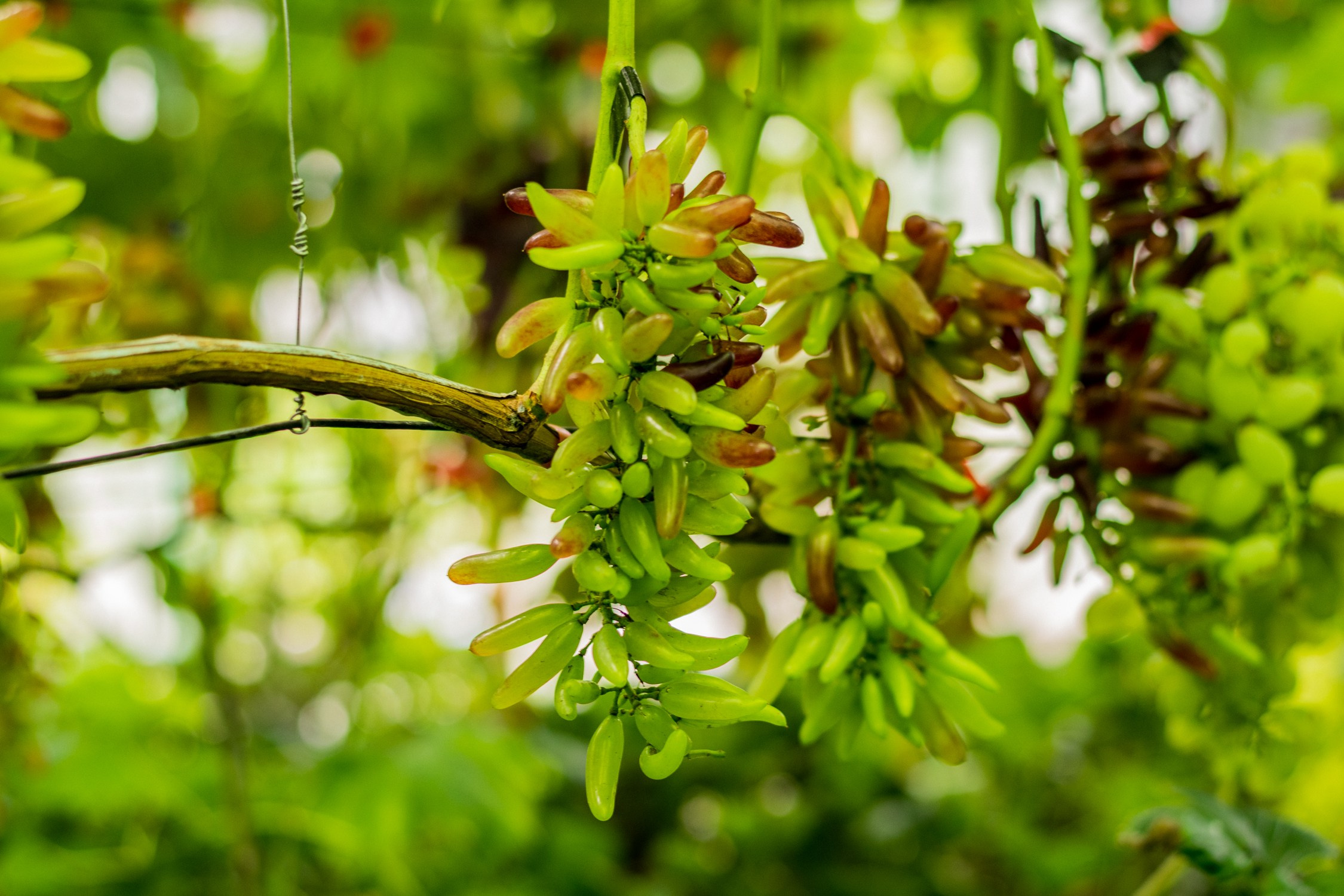 Антон Курдюмов фотограф в Хабаровске Рина Курдюмова фото27 foto27 Антон Дорофеев репортажный репортаж документалист Тони и Рина фотосоздатели Виноградники Хехцир 2024 Хабаровск виноград дикий фермер фермерство дачный сезон