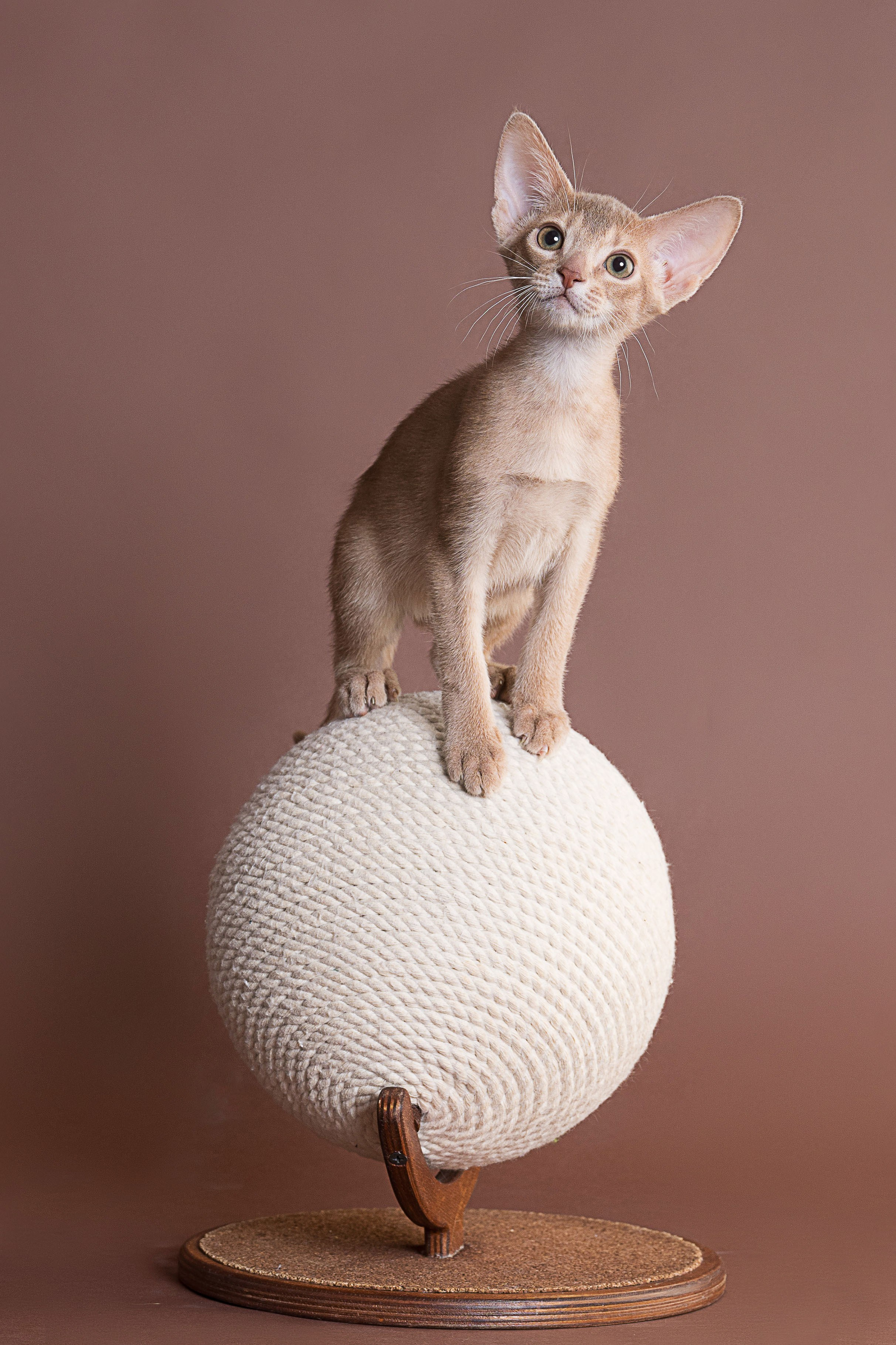 Съемка животных, фотосъемка животных для продажи, фотосъемка животных для объявлений, съемка животных для авито, съемка животных для выставки, съемка животных для каталога. Съемка собак, съемка кошек, съемка домашних животных, съемка домашних питомцев, фотосъемка щенков, фотосъемка котят