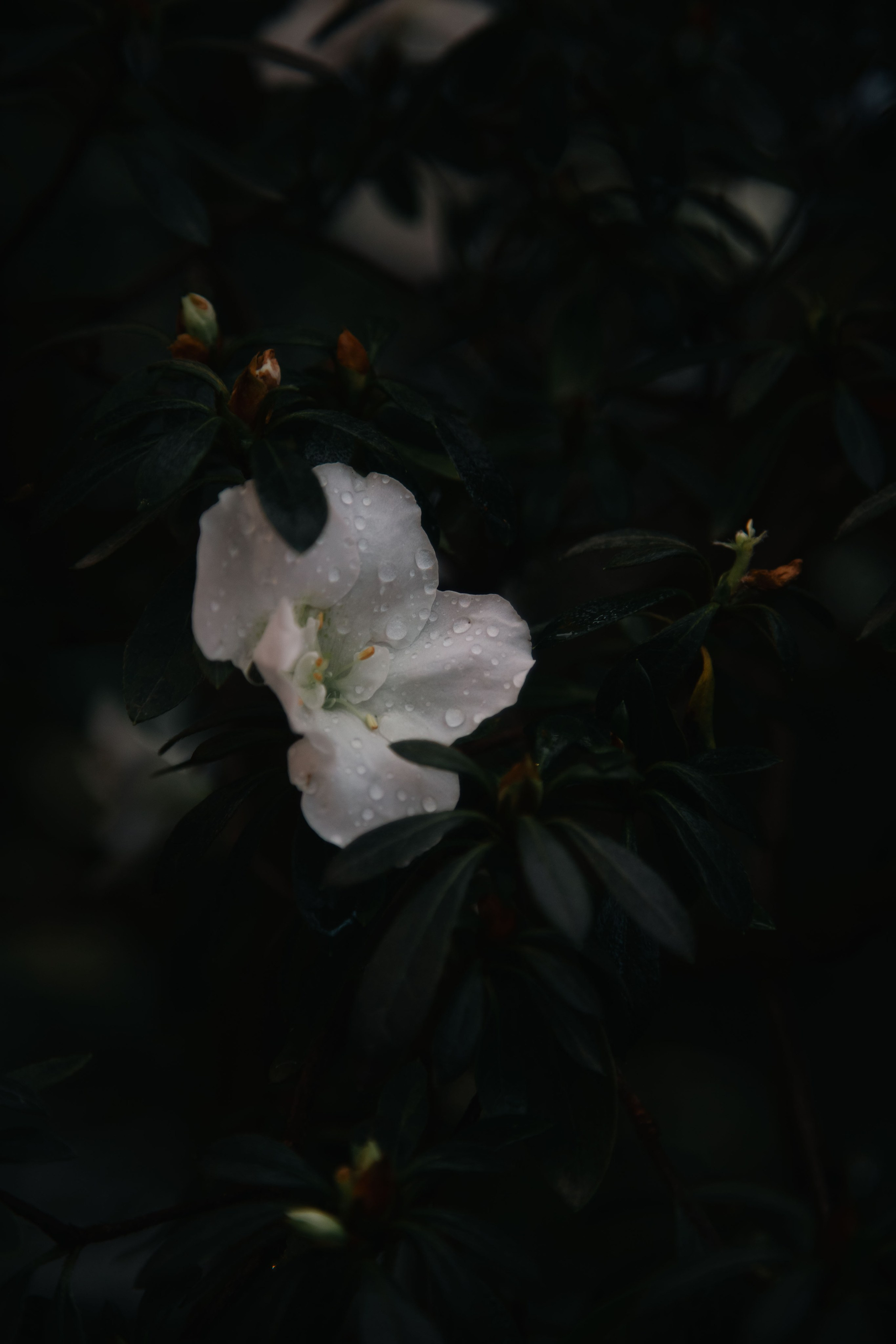 Китайский новый год 2025. Dmitriy [KCCC] is a pretty cool photographer