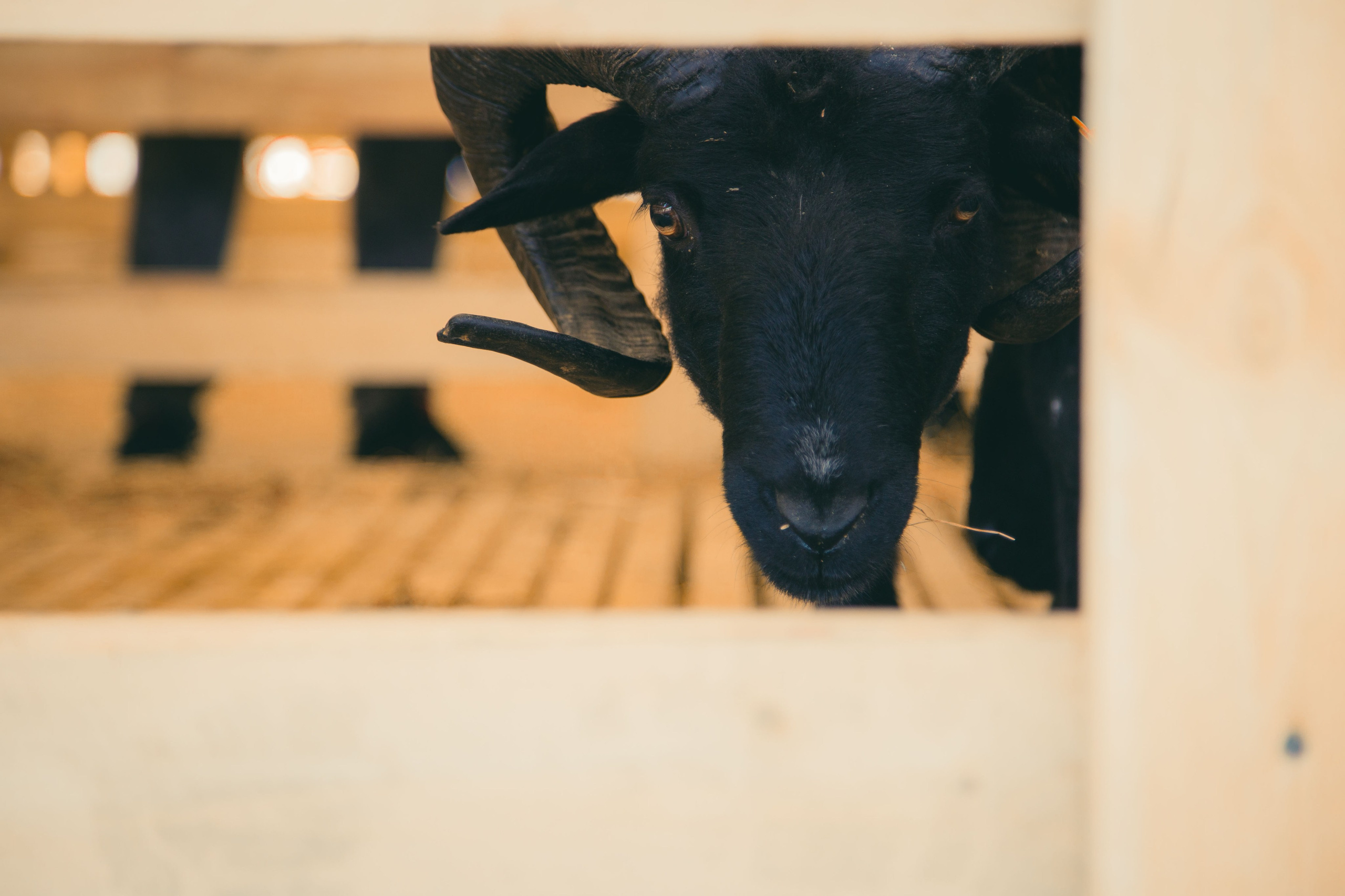 Овцы и овечки. Dmitriy [KCCC] is a pretty cool photographer