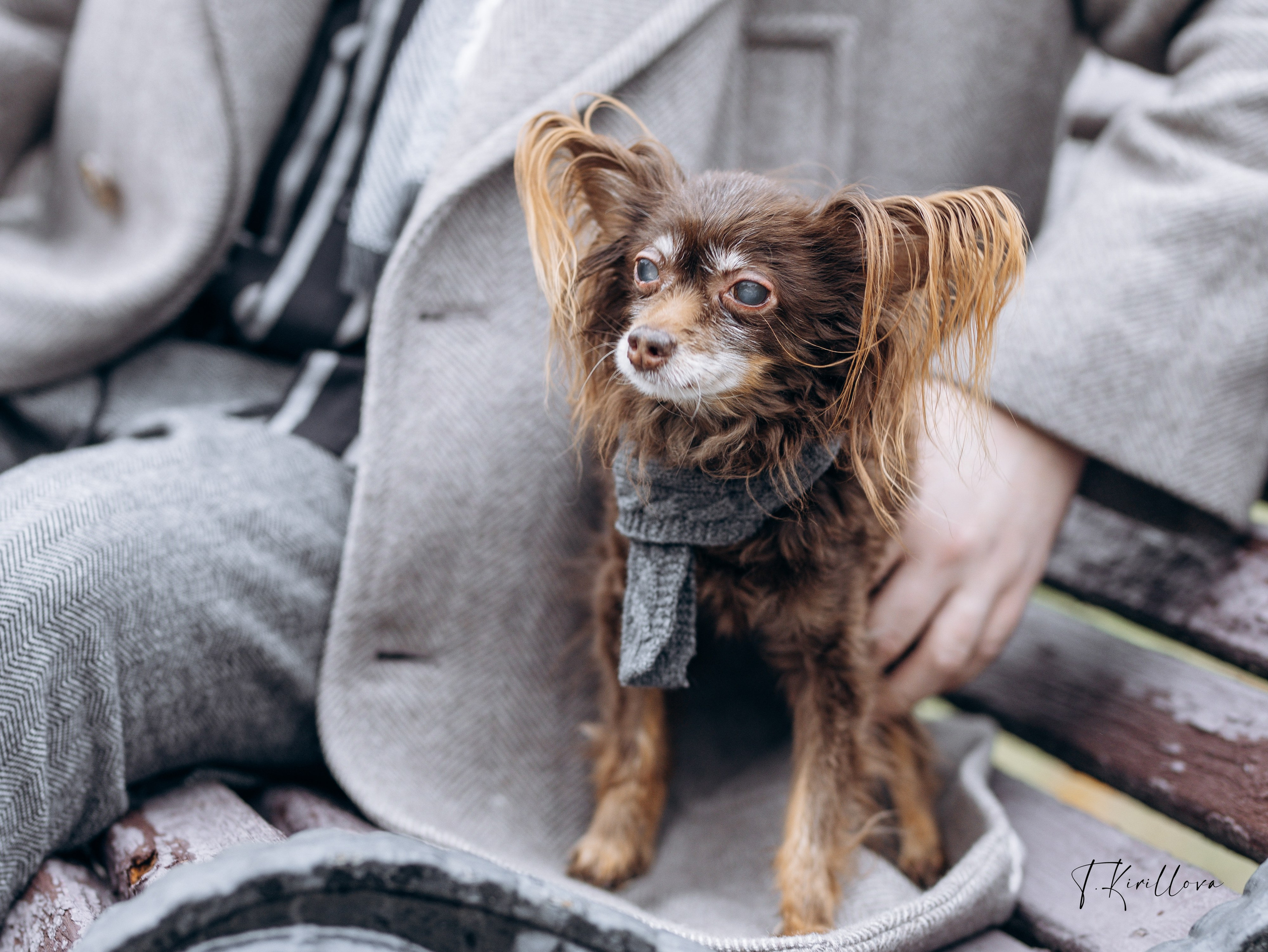 Зося и Антон. Фотограф-анималист в Москве Кириллова Татьяна