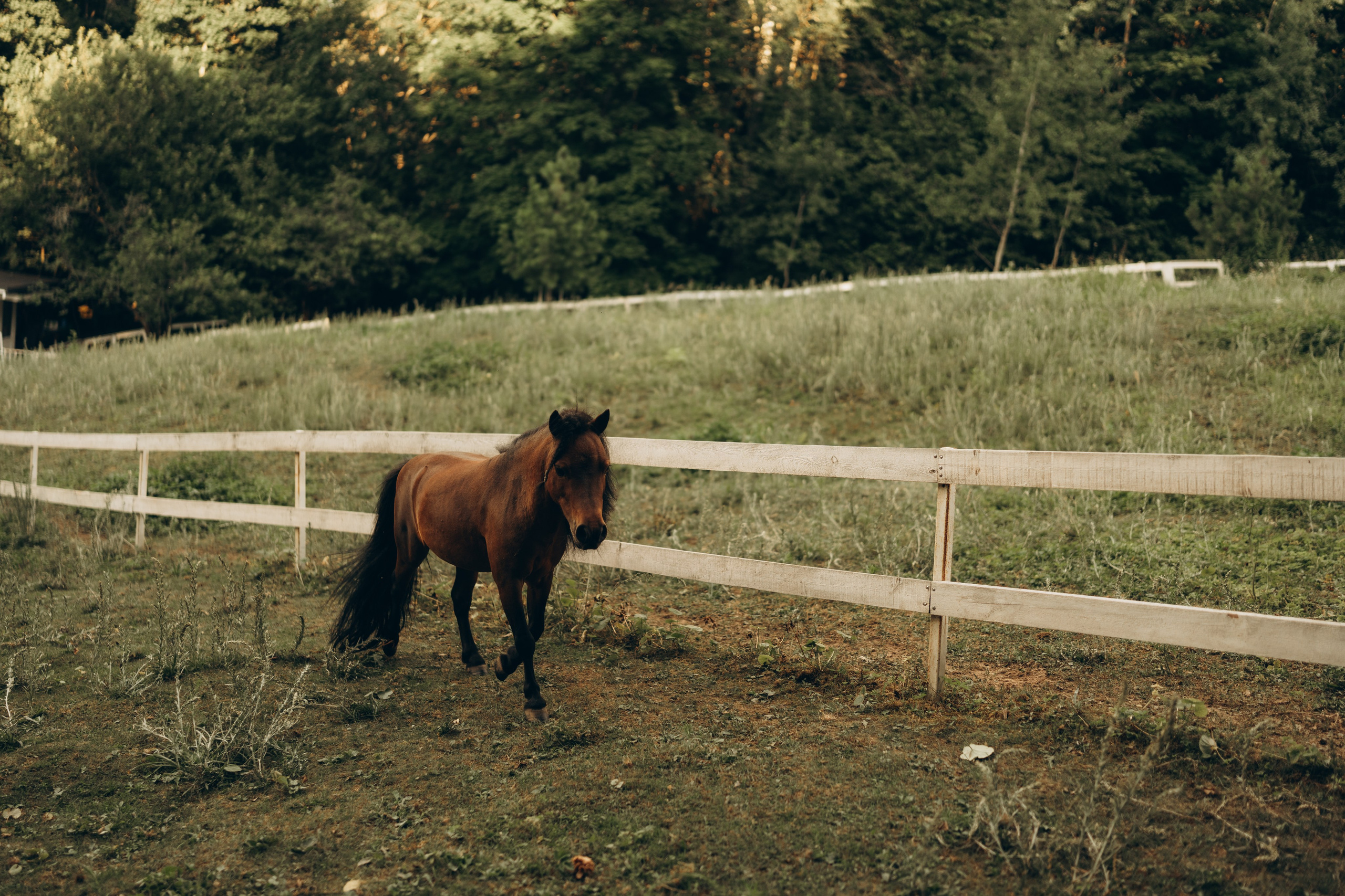 Ариана и семья