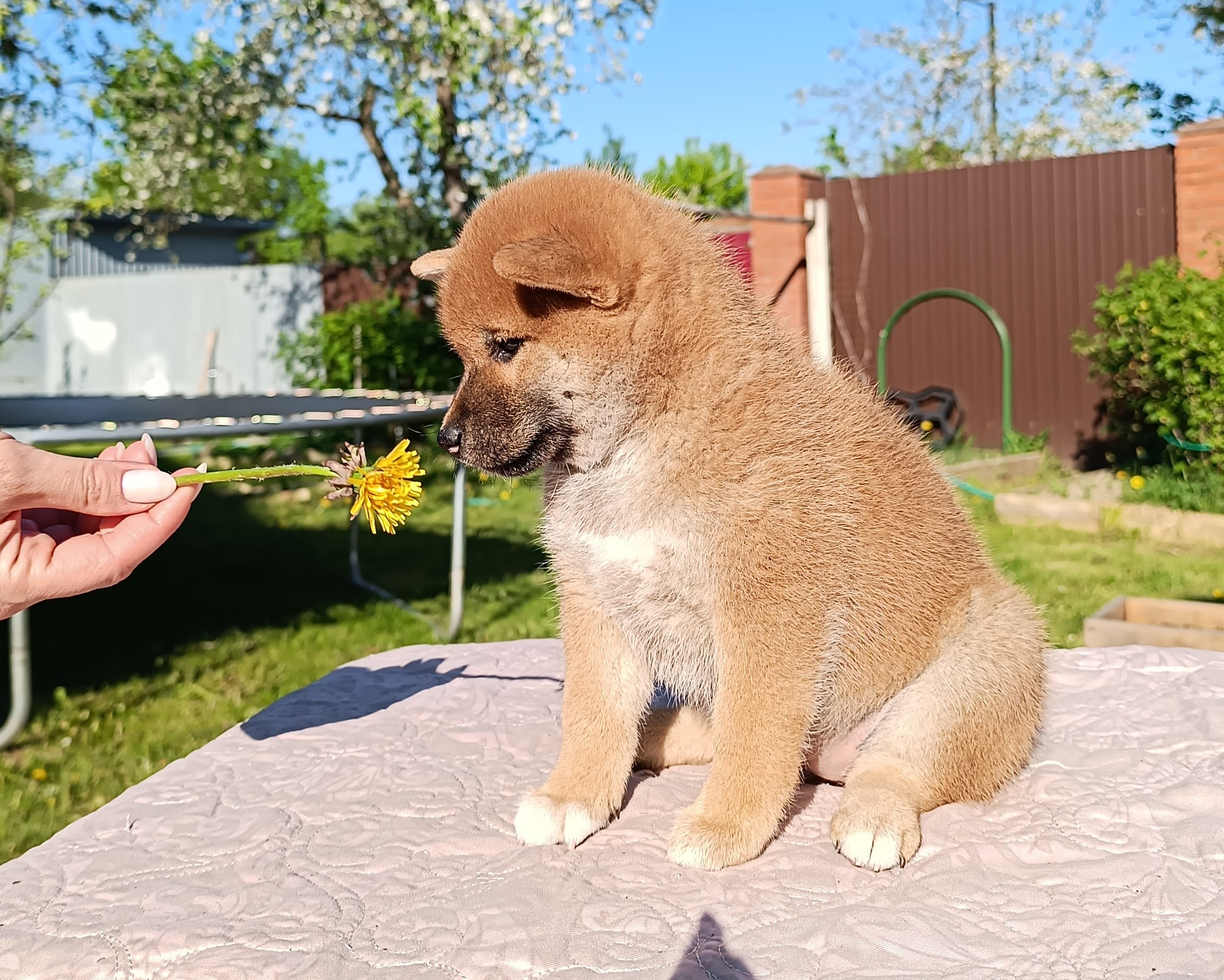 сиба питомник Рубилайт щенки на продажу rubylight  сиба щенки купить СПб Санкт-Петербург