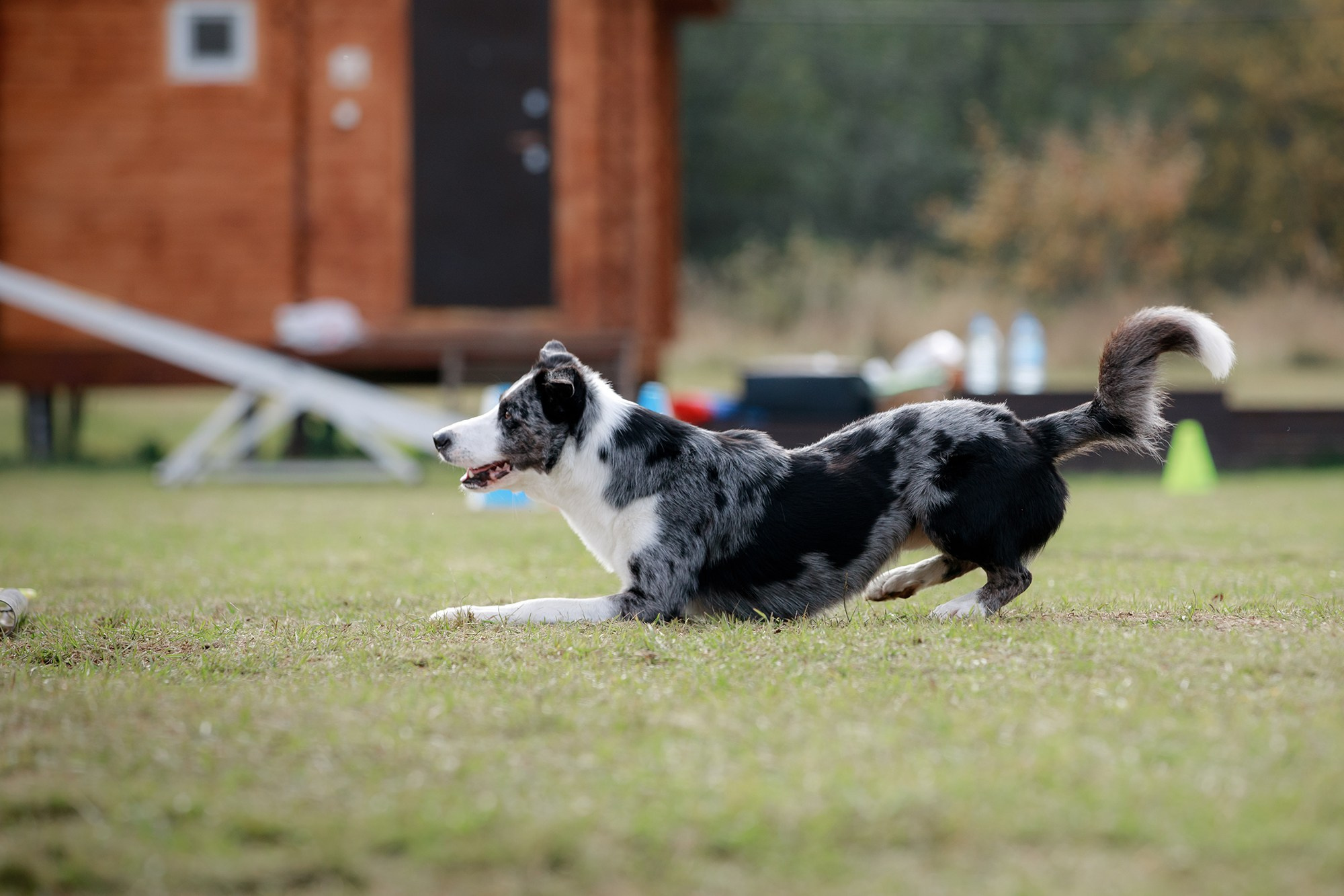Лагерь по ОБД с Инной Баженовой. Фотограф-анималист Mary Mart — Москва, Питер