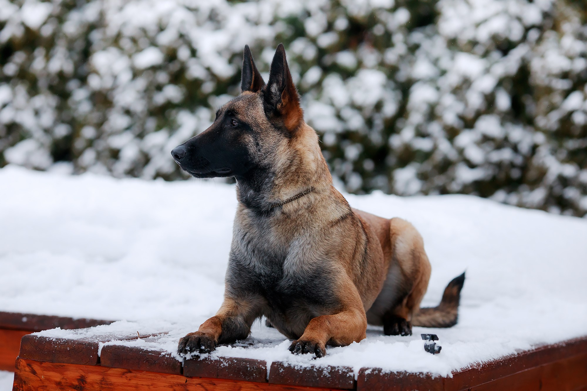 Зимние портреты. Фотограф-анималист Mary Mart — Москва, Питер