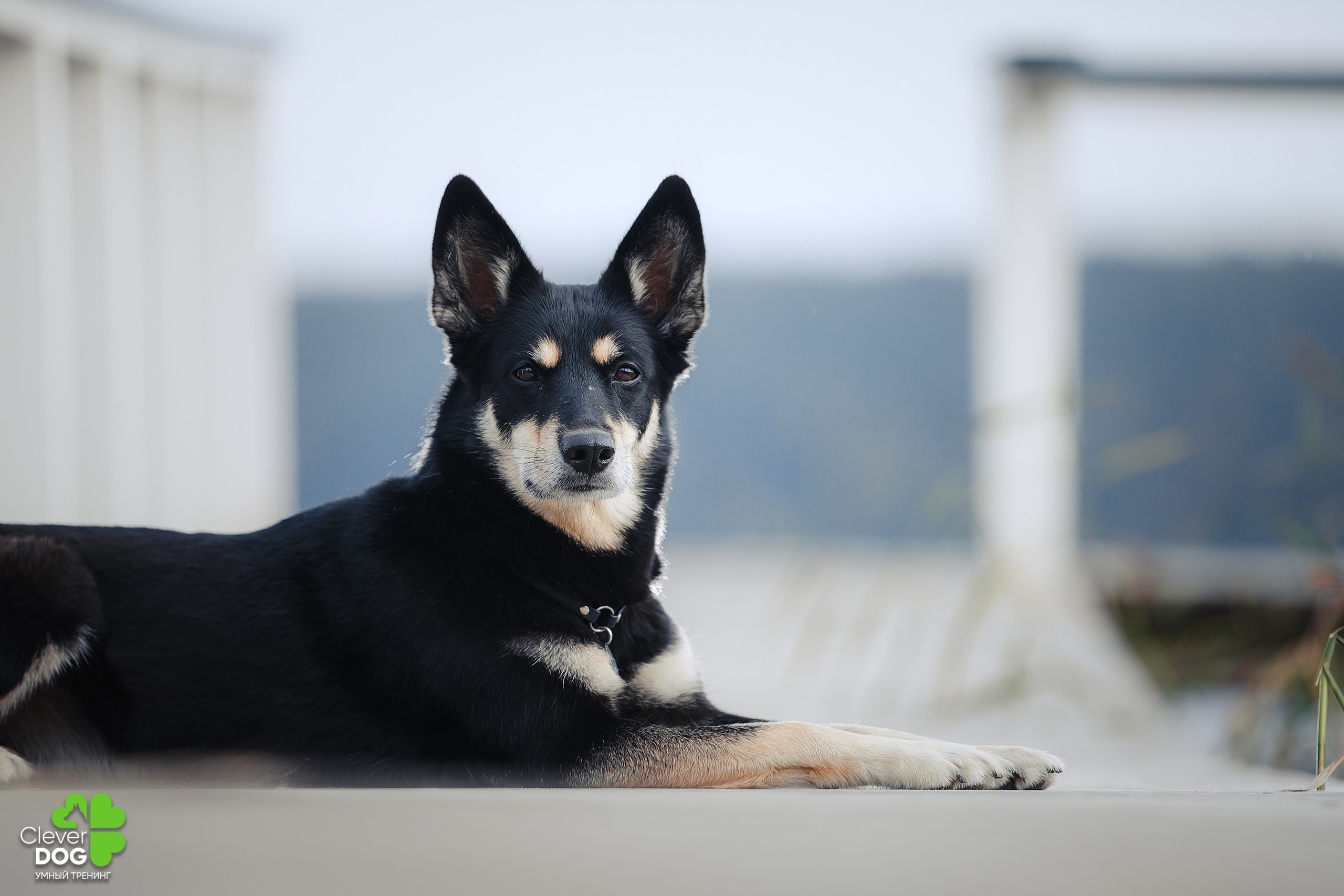 Кинологический лагерь CleverDog, 2024. Фотограф-анималист Mary Mart — Москва, Питер