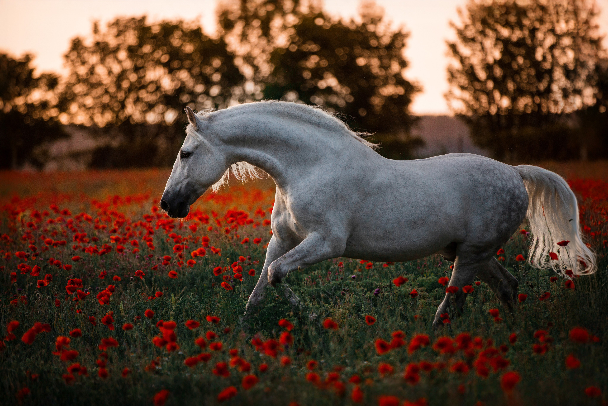 Разное. Фотограф-анималист Ксендзова Кристина