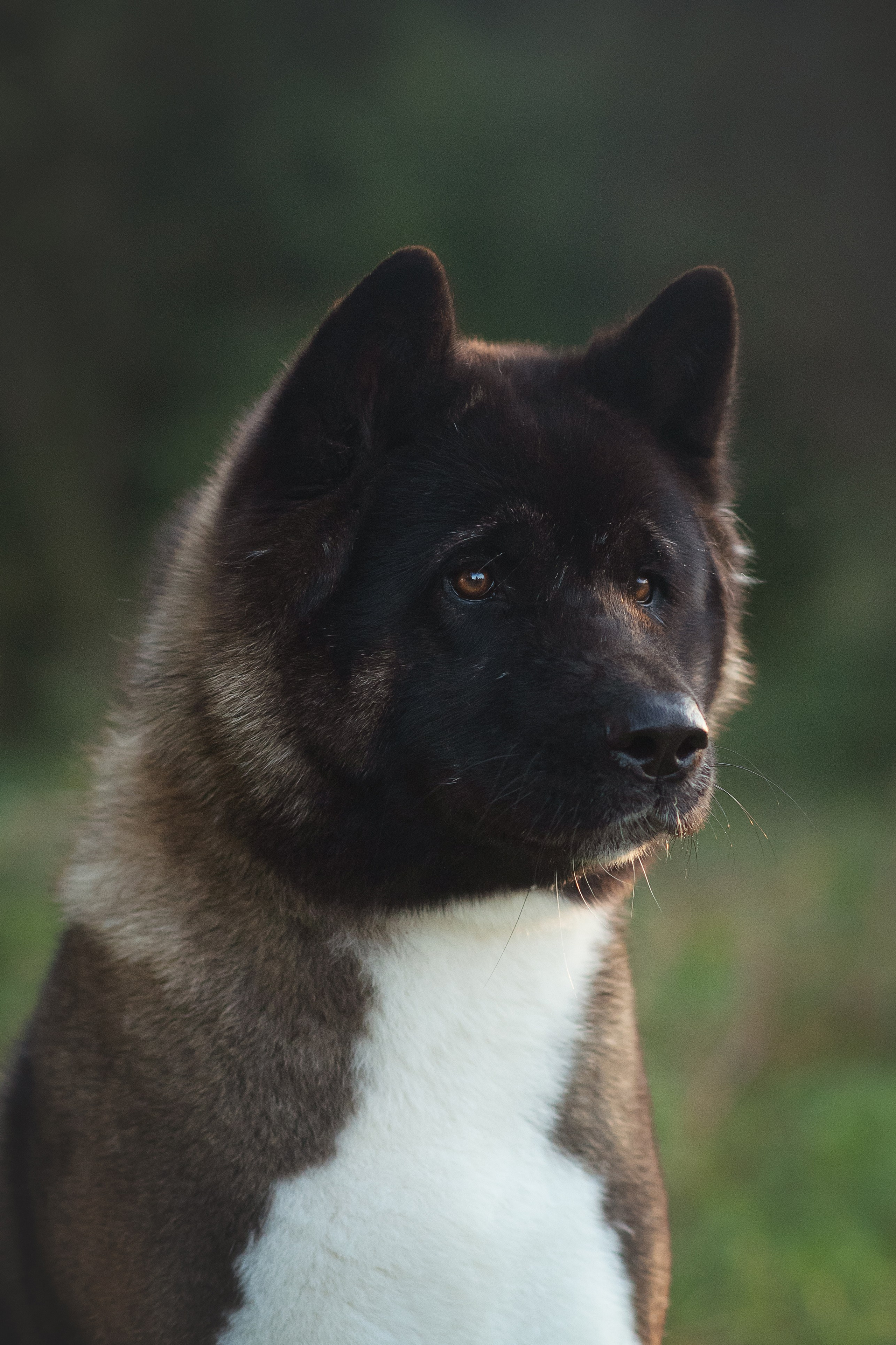 Американская Акита Дива — 16.09.2024. Фотограф — Анималист | Анна Абрамова